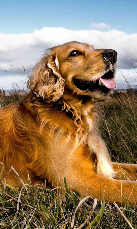 無料モバイル壁紙動物, 犬をダウンロードします。