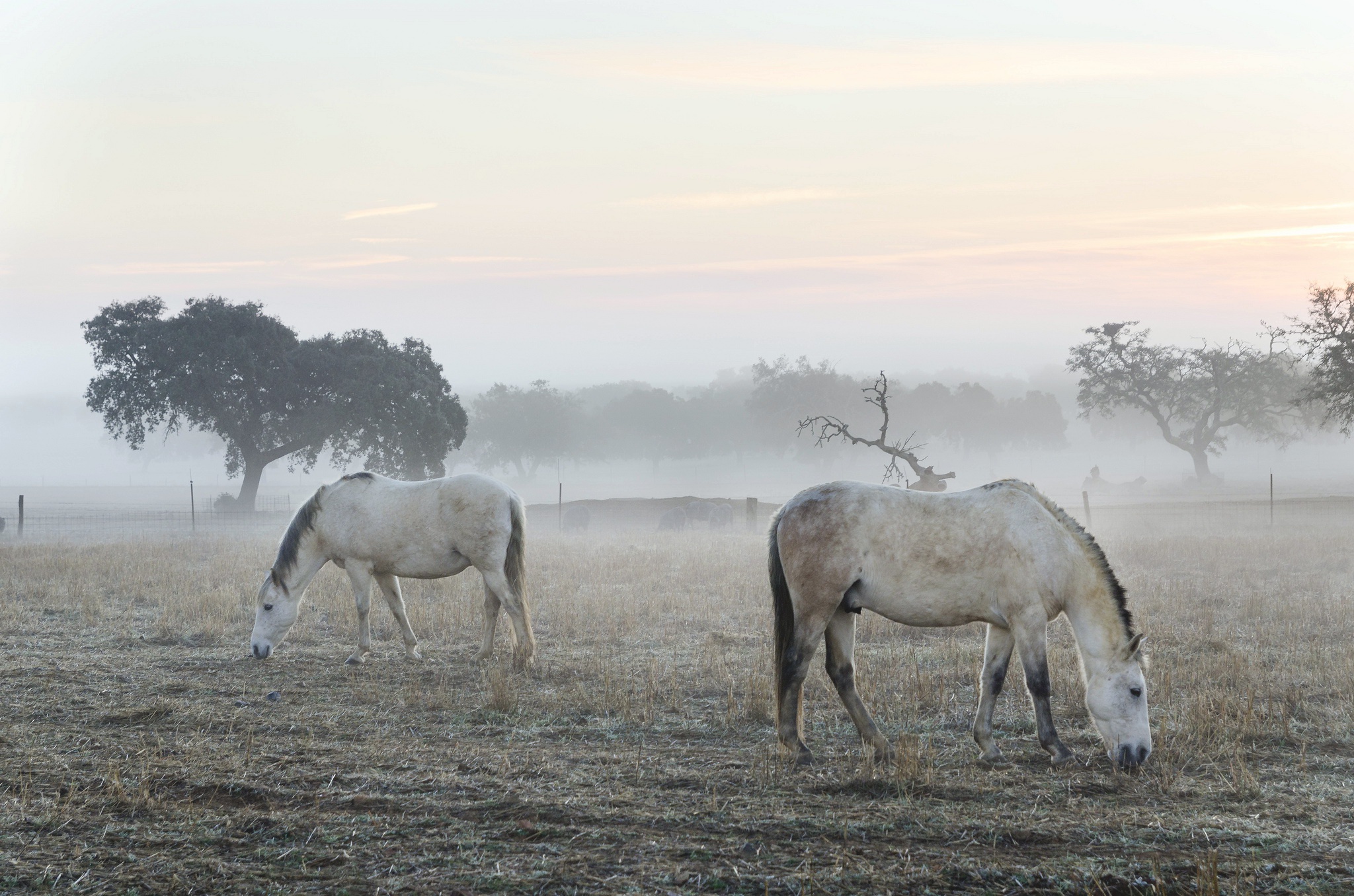 Download mobile wallpaper Fog, Animal, Horse for free.