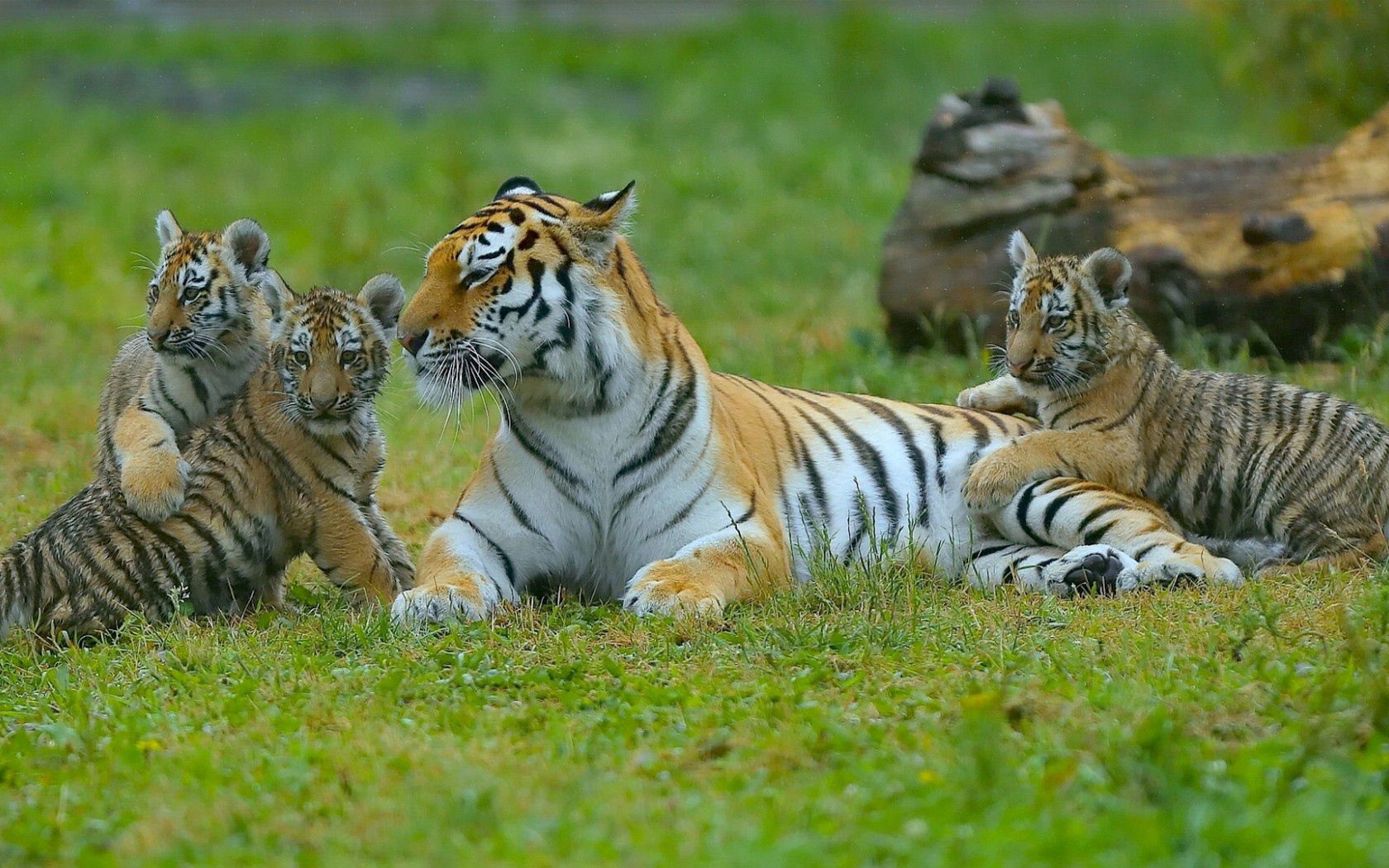 animals, grass, tigers, predators, young, to lie down, lie, cubs