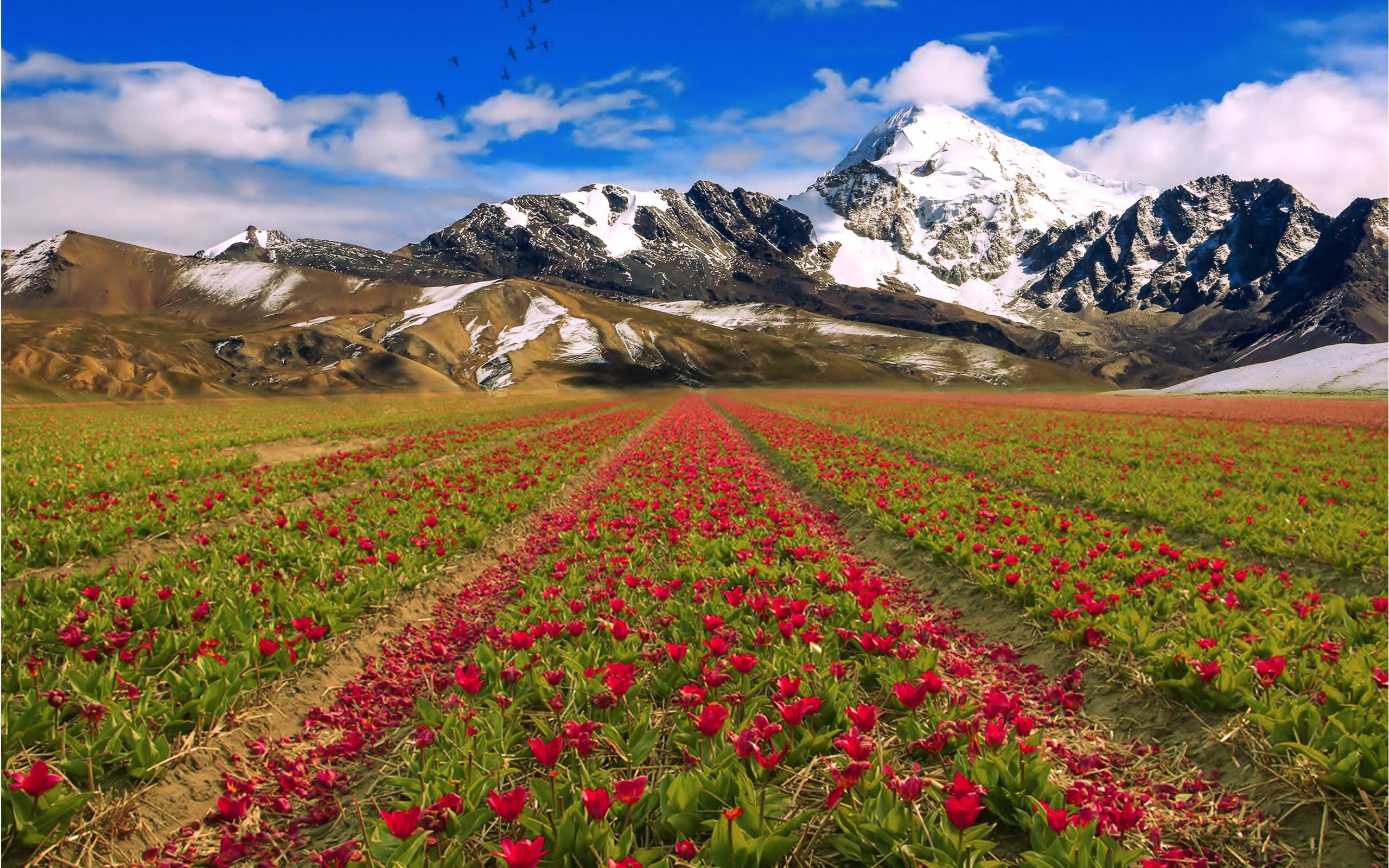 Descarga gratuita de fondo de pantalla para móvil de Flores, Flor, Tierra/naturaleza.