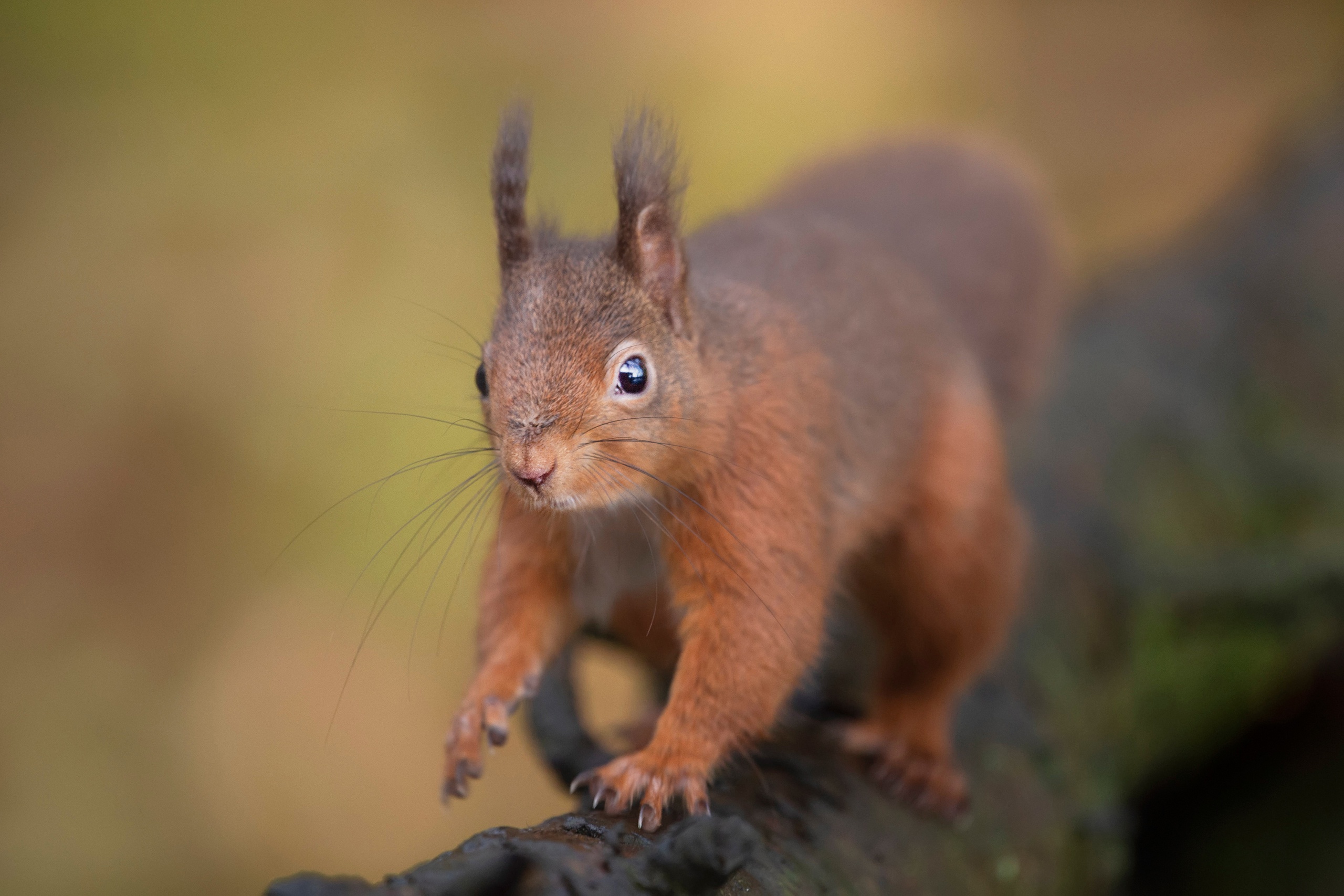 Free download wallpaper Squirrel, Animal, Rodent on your PC desktop