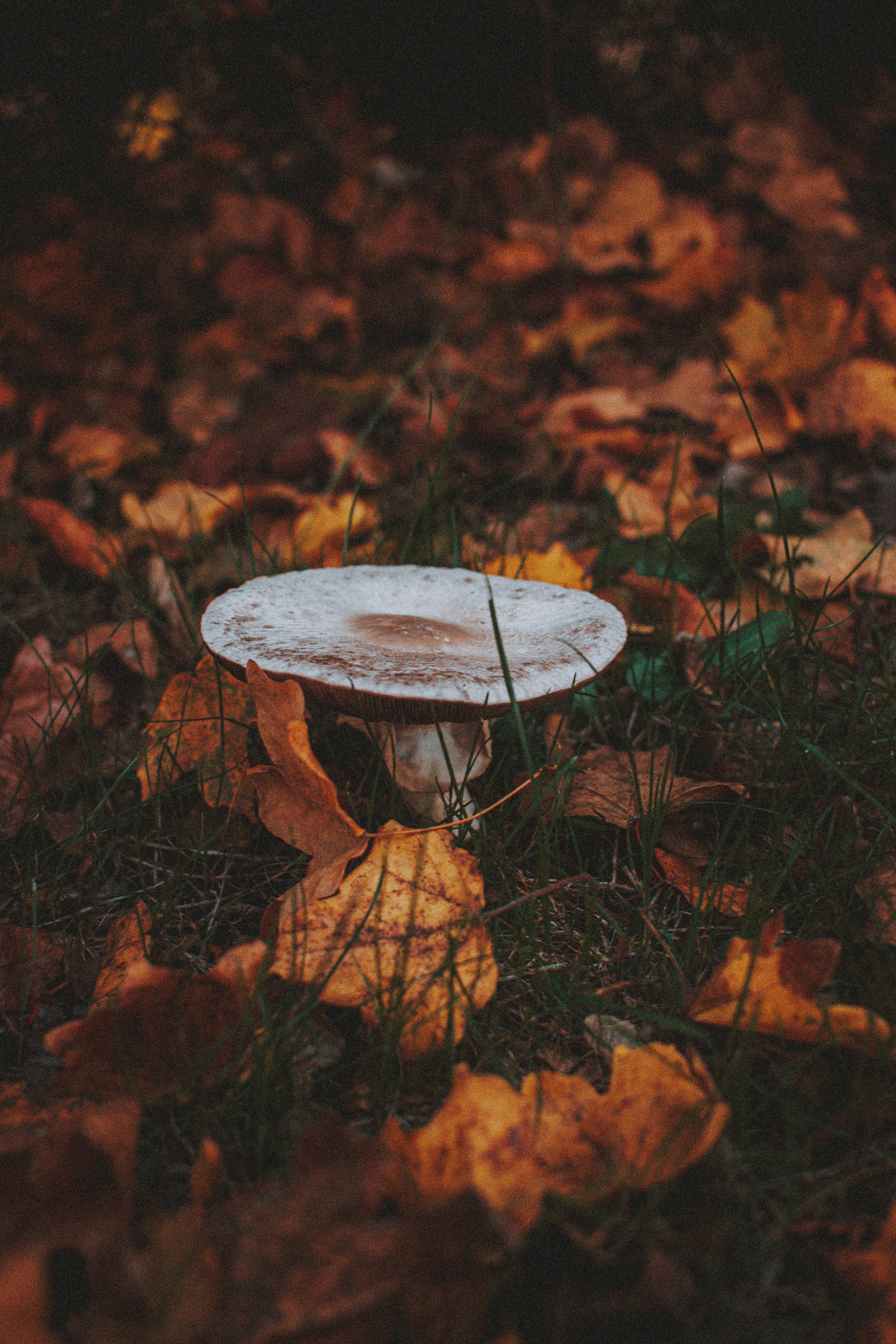 autumn, mushroom, nature, grass, leaves
