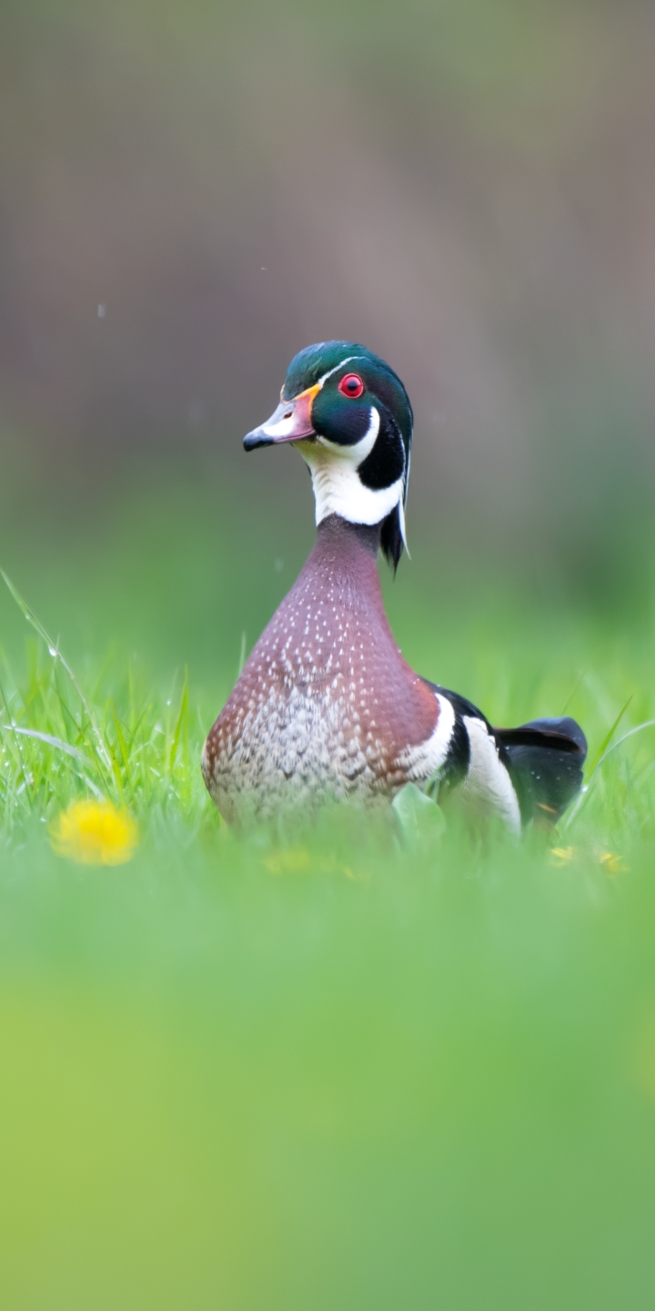 Download mobile wallpaper Birds, Animal, Duck, Wood Duck for free.