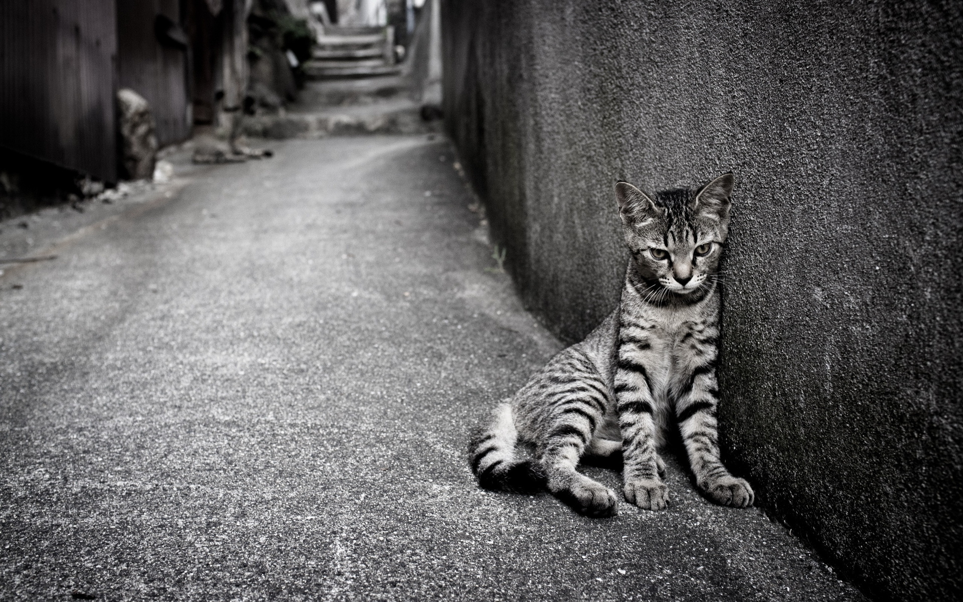 Baixe gratuitamente a imagem Animais, Gatos, Gato, Preto & Branco na área de trabalho do seu PC