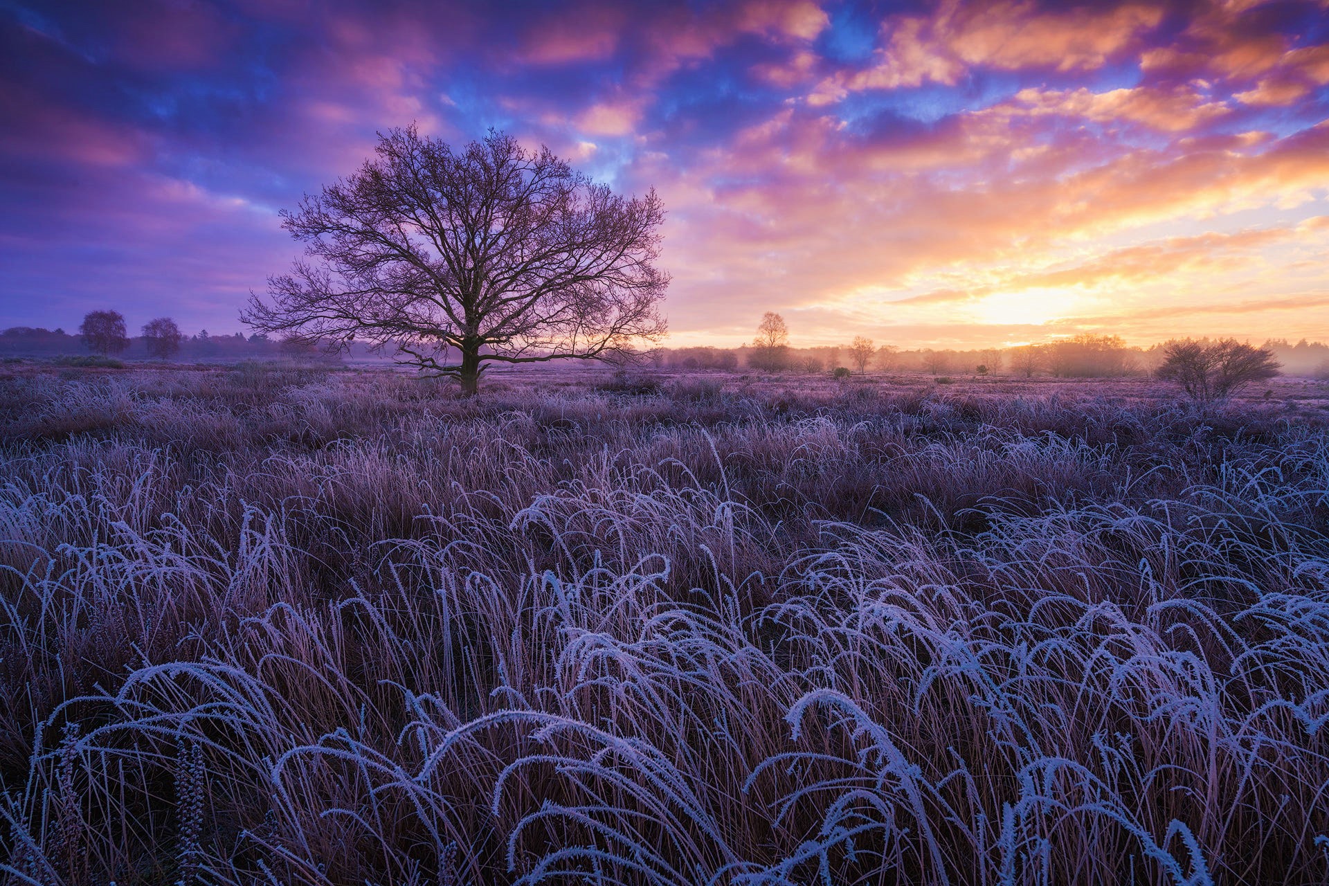 Laden Sie das Winter, Baum, Feld, Frost, Sonnenuntergang, Erde/natur-Bild kostenlos auf Ihren PC-Desktop herunter