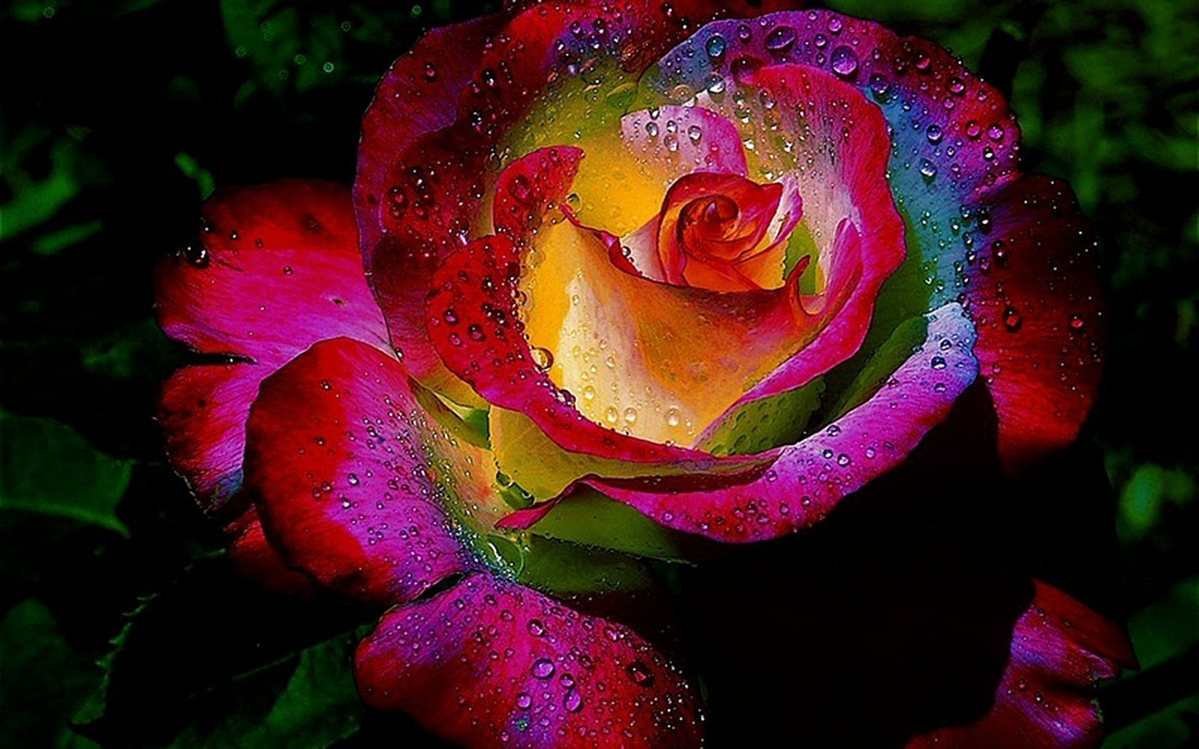 Download mobile wallpaper Flowers, Rainbow, Flower, Rose, Earth, Colorful, Water Drop for free.