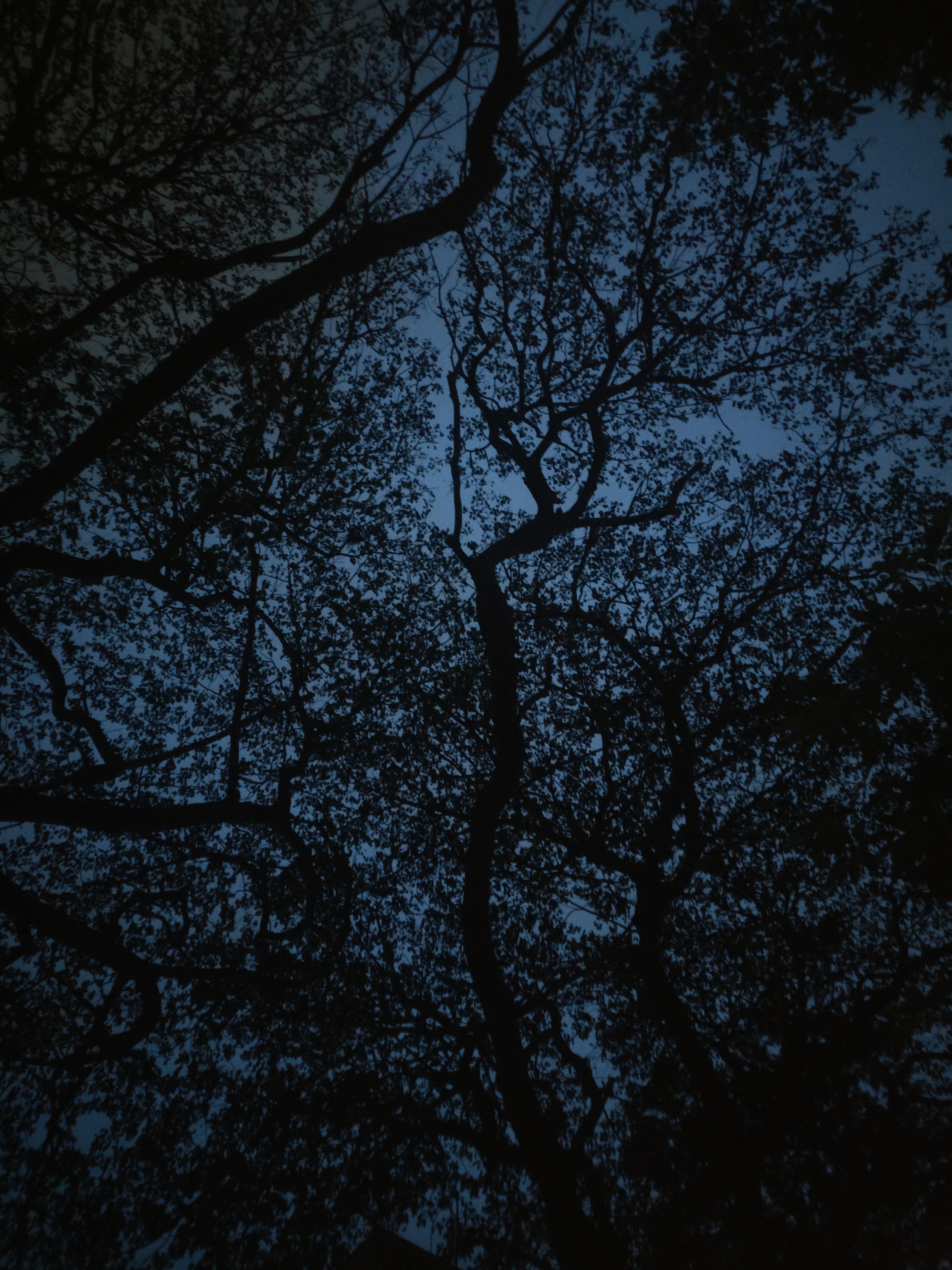 Download mobile wallpaper Sky, Dusk, Branches, Twilight, Trees, Dark for free.