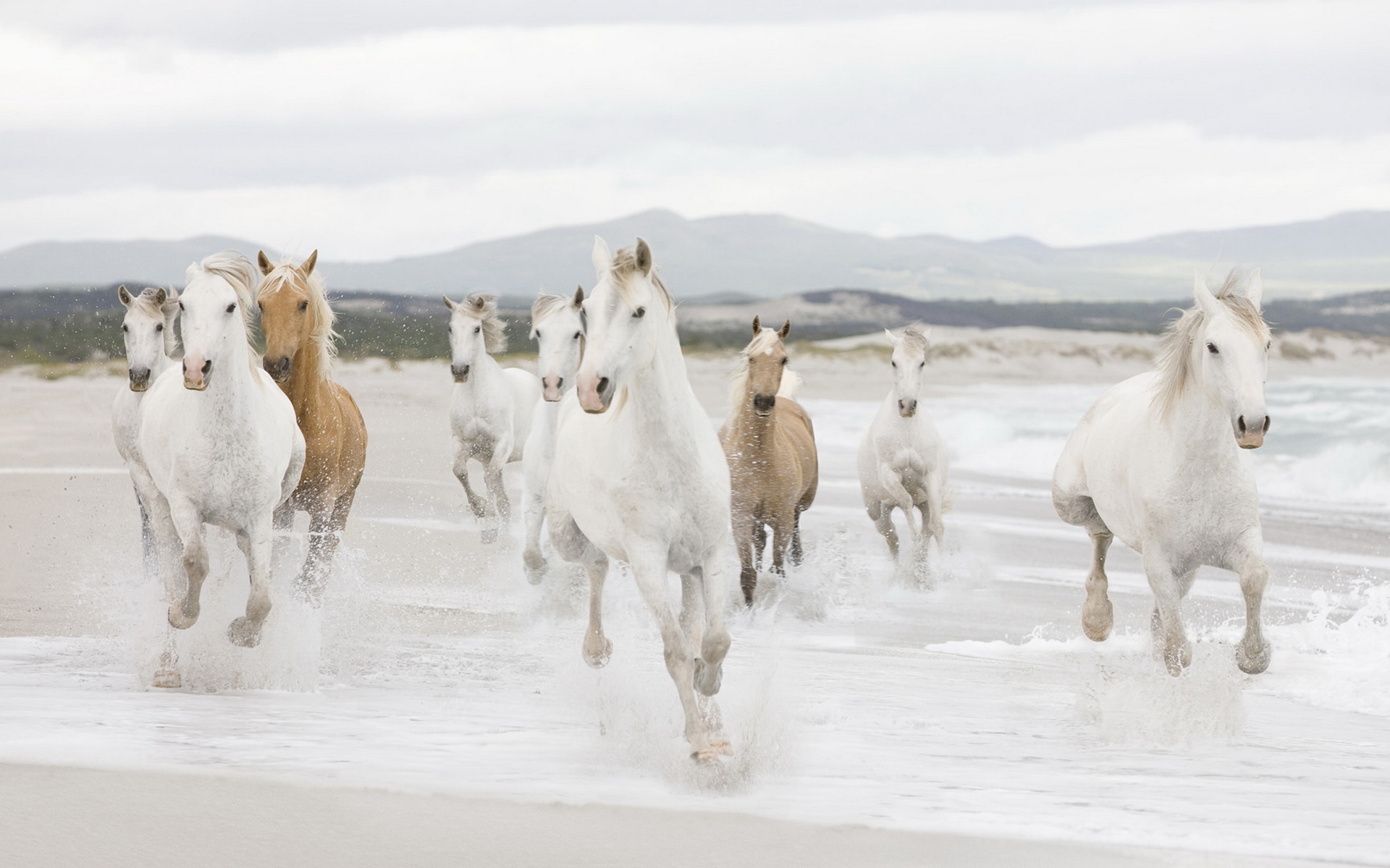 Descarga gratuita de fondo de pantalla para móvil de Animales, Caballo.