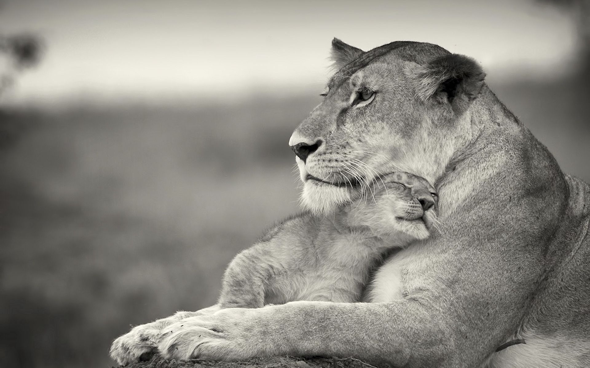 102381 télécharger l'image animaux, gris, lion, lionne, animal, une famille, famille, lionceau - fonds d'écran et économiseurs d'écran gratuits