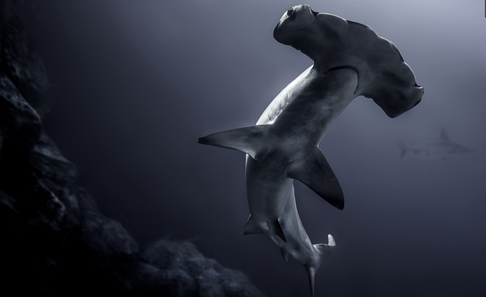 425663 télécharger l'image requin marteau, animaux, vie marine, requin, sous l'eau, les requins - fonds d'écran et économiseurs d'écran gratuits