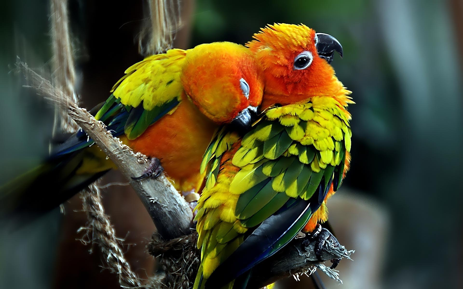 animal, sun parakeet