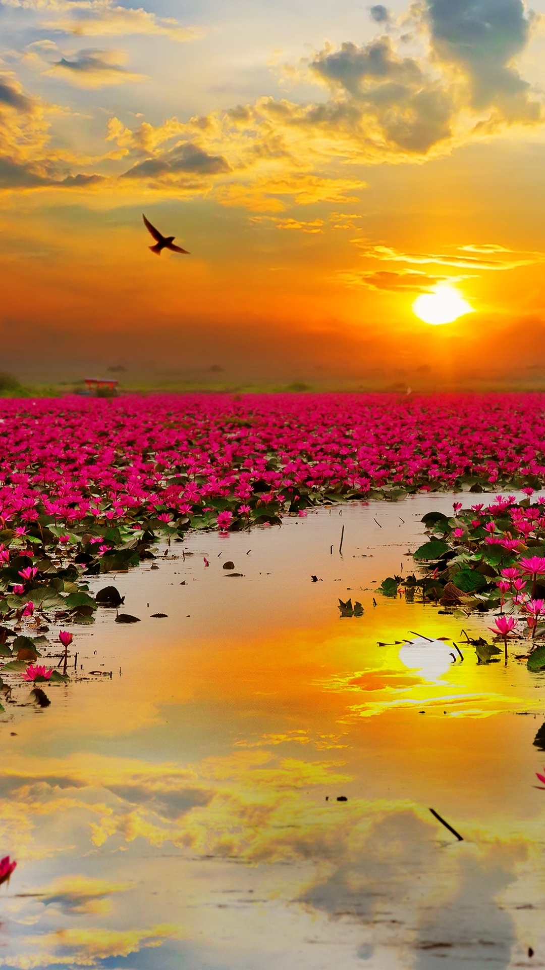 Download mobile wallpaper Flowers, Sunset, Sun, Lotus, Flower, Earth, Pink Flower for free.