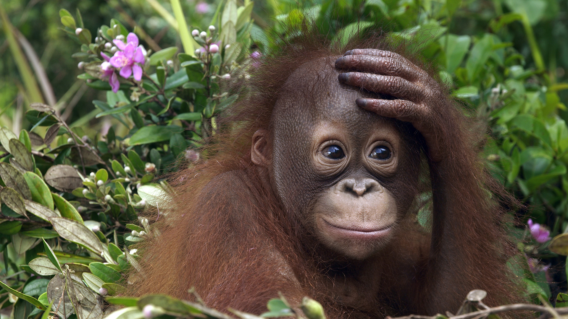 255175 télécharger le fond d'écran singes, animaux, orang outan - économiseurs d'écran et images gratuitement