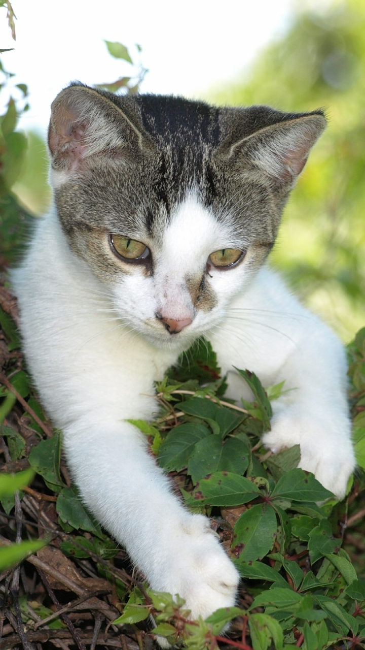 Baixar papel de parede para celular de Animais, Gatos, Gato, Gatinho, Bonitinho, Fofo gratuito.