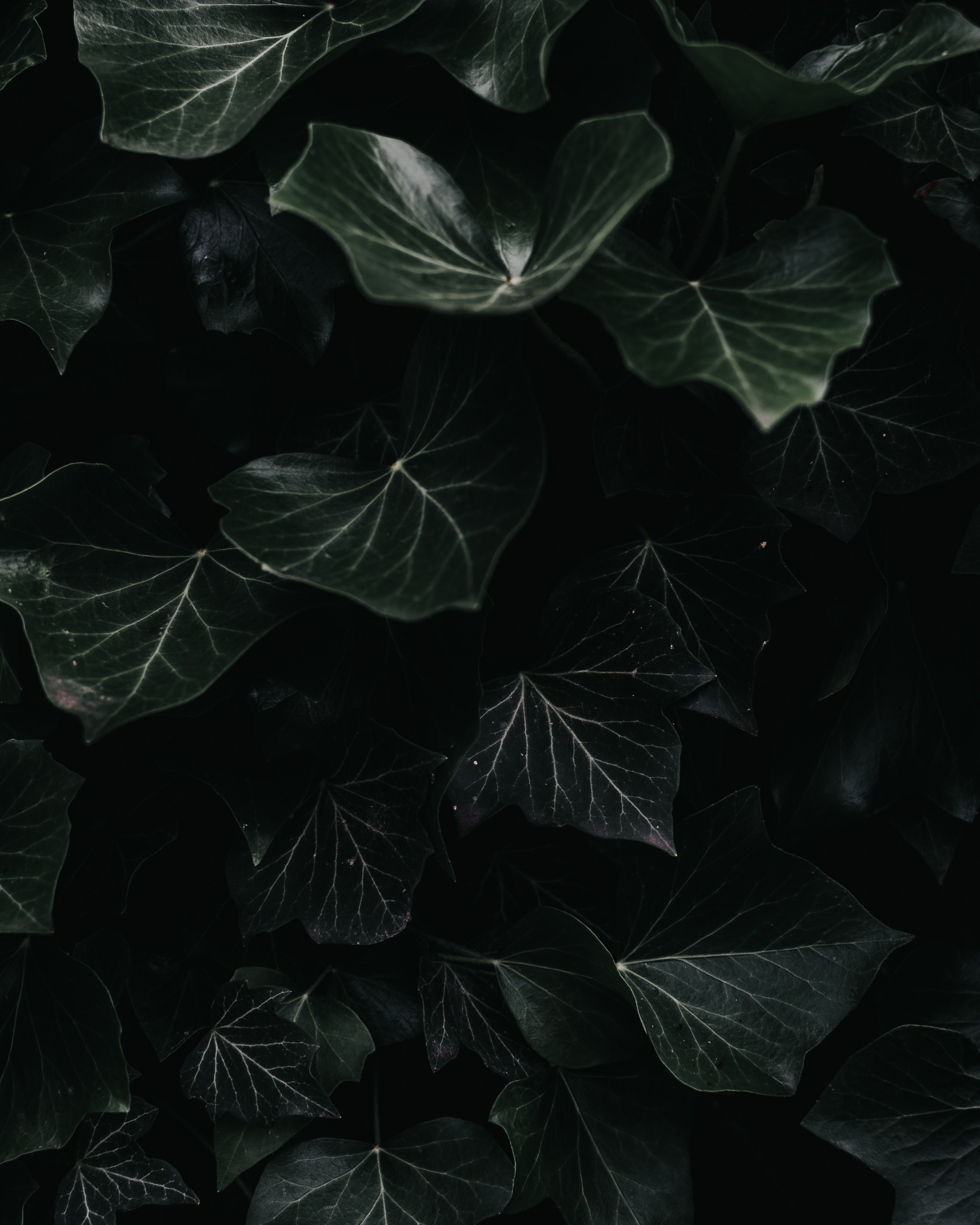 Laden Sie das Blätter, Efeu, Ivy, Makro, Pflanze, Dunkel-Bild kostenlos auf Ihren PC-Desktop herunter