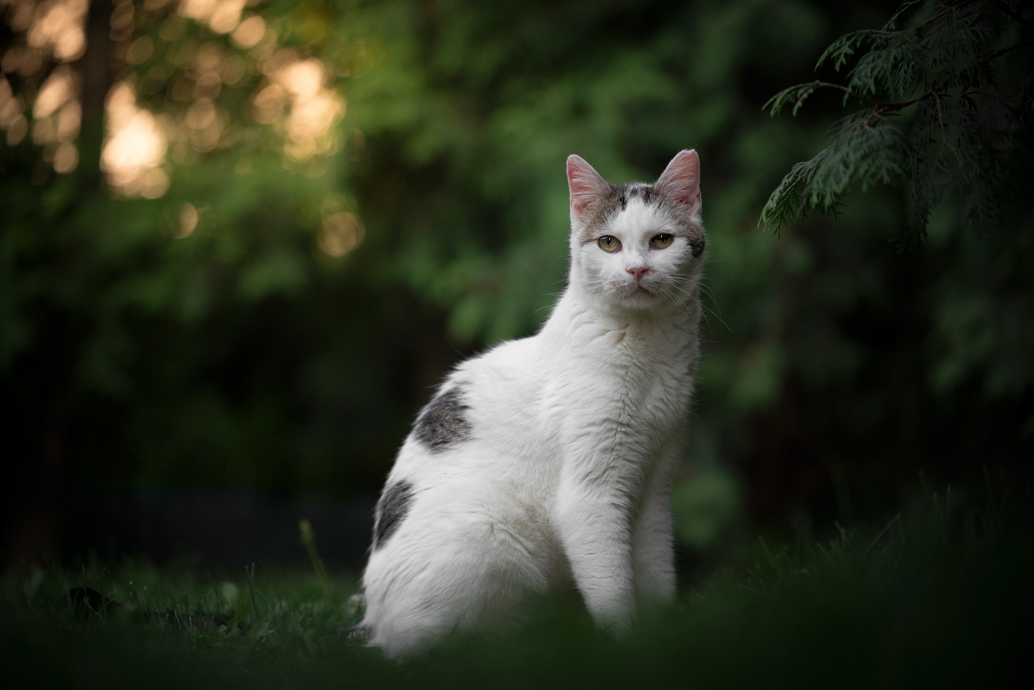 Handy-Wallpaper Tiere, Katzen, Katze, Tiefenschärfe kostenlos herunterladen.