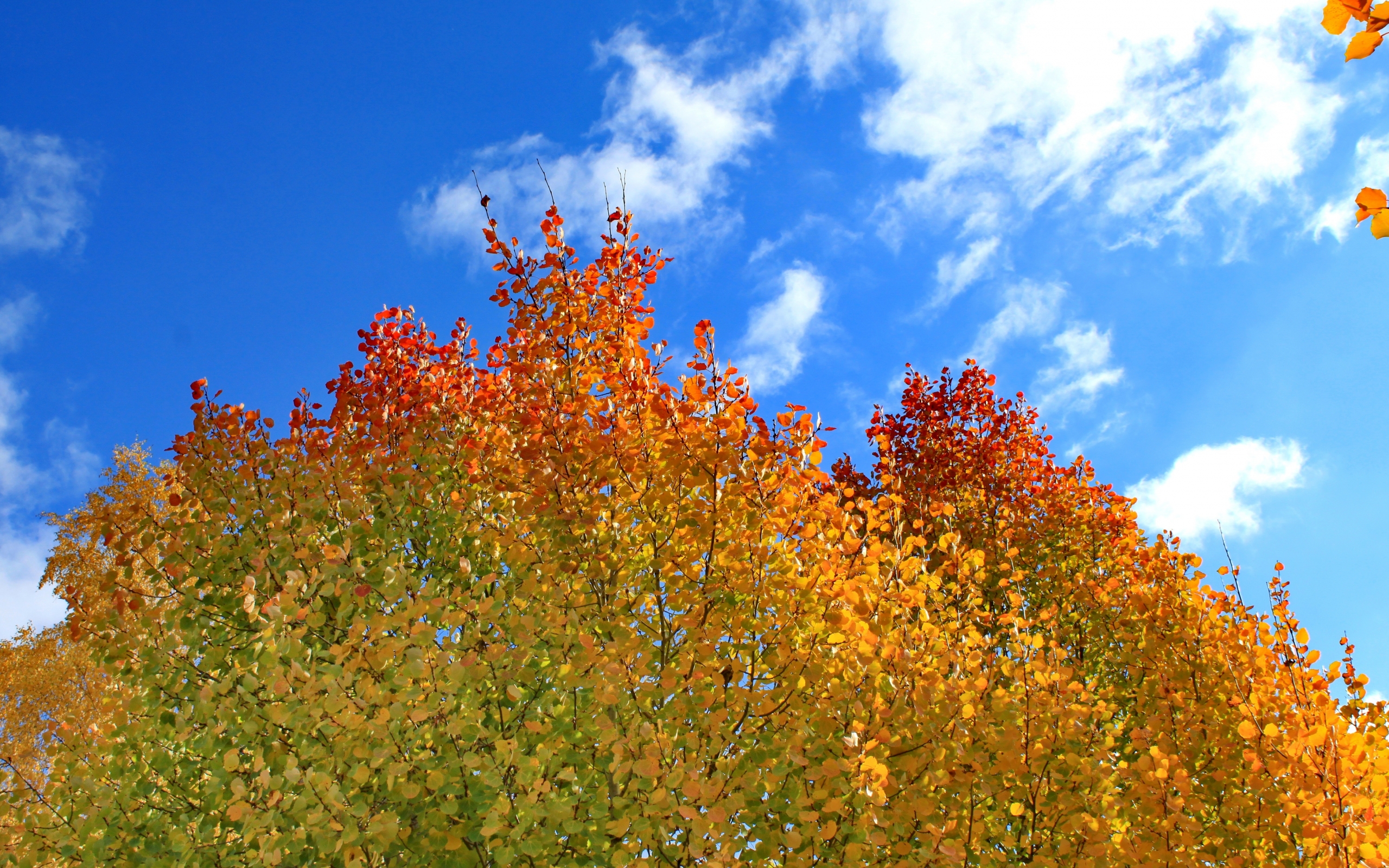 Descarga gratuita de fondo de pantalla para móvil de Otoño, Tierra/naturaleza.