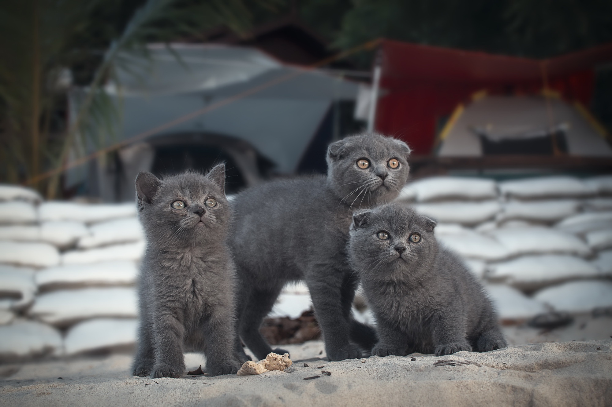 Laden Sie das Katze, Katzen, Tiere-Bild kostenlos auf Ihren PC-Desktop herunter