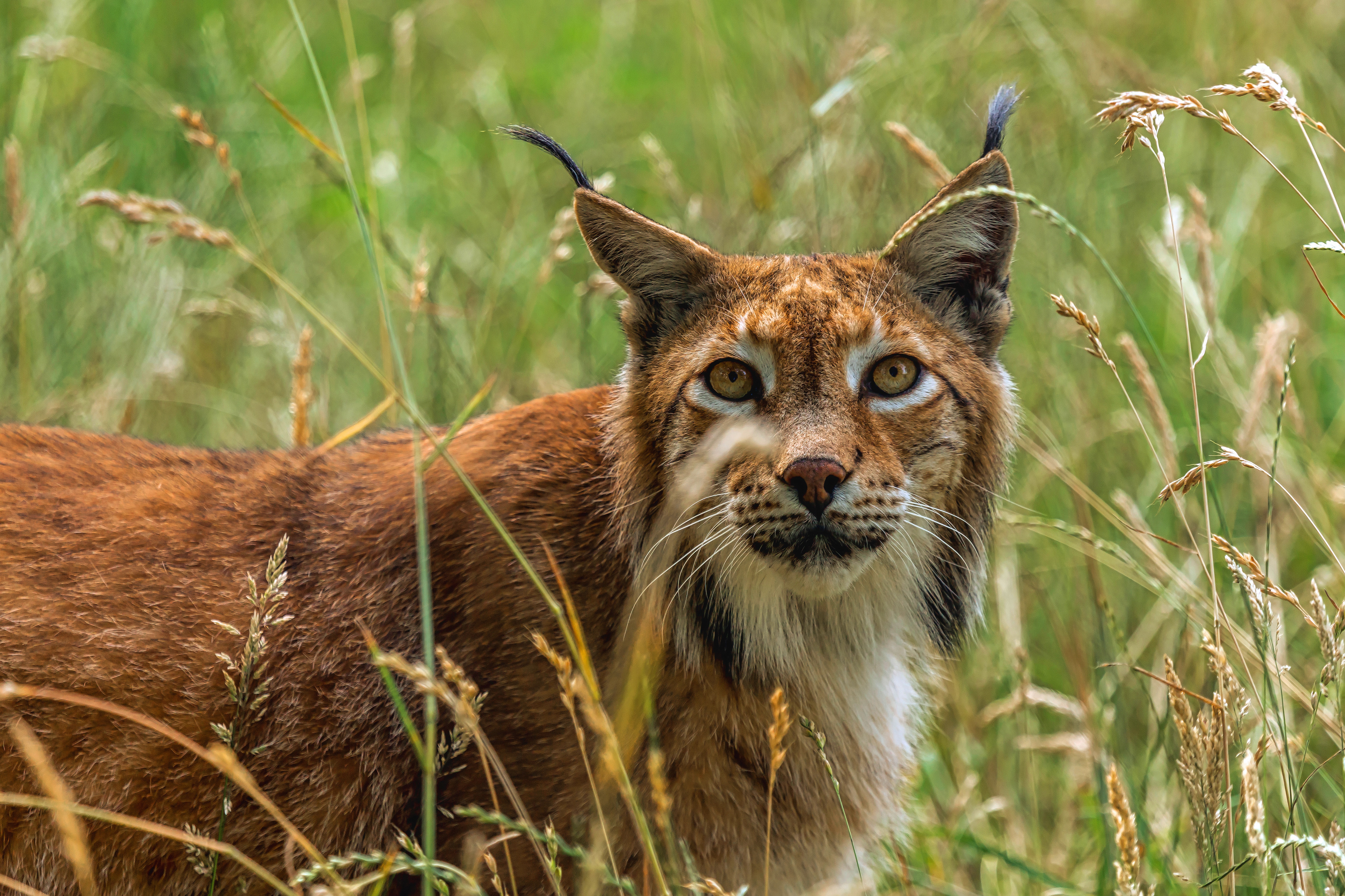 Handy-Wallpaper Tiere, Katzen, Luchs, Starren kostenlos herunterladen.