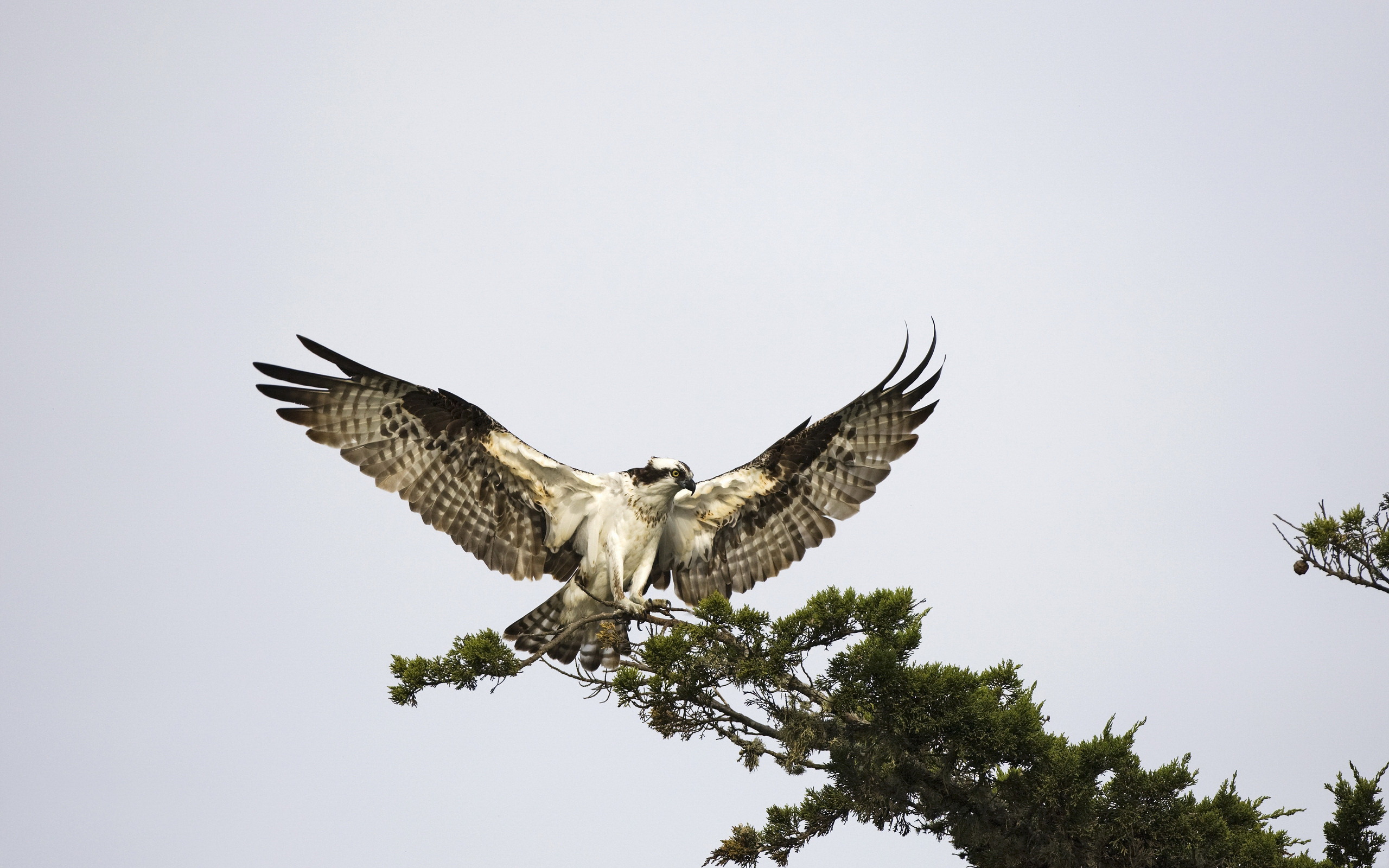 Free download wallpaper Eagle, Birds, Animal on your PC desktop