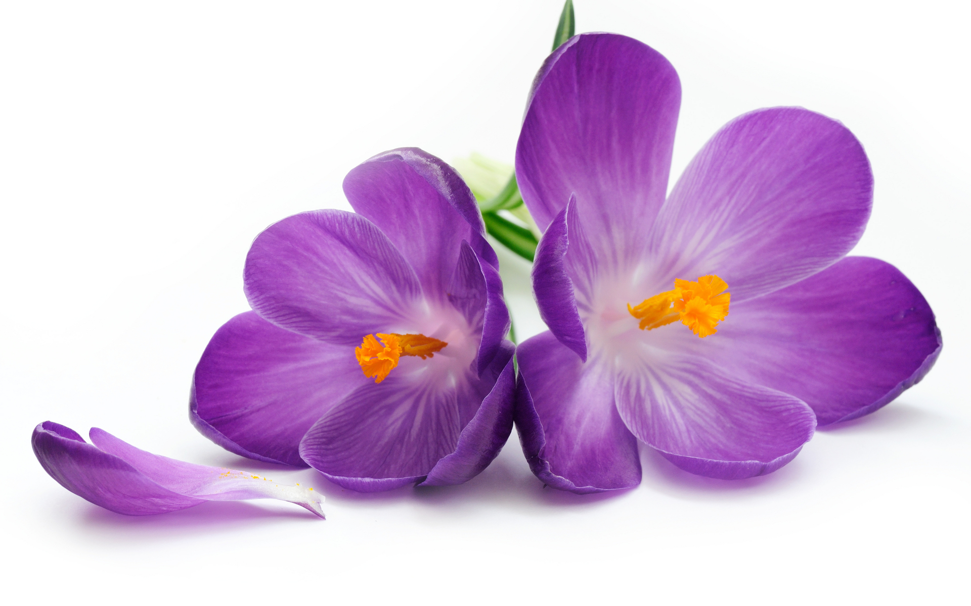 Baixe gratuitamente a imagem Flores, Plantas, Violeta na área de trabalho do seu PC