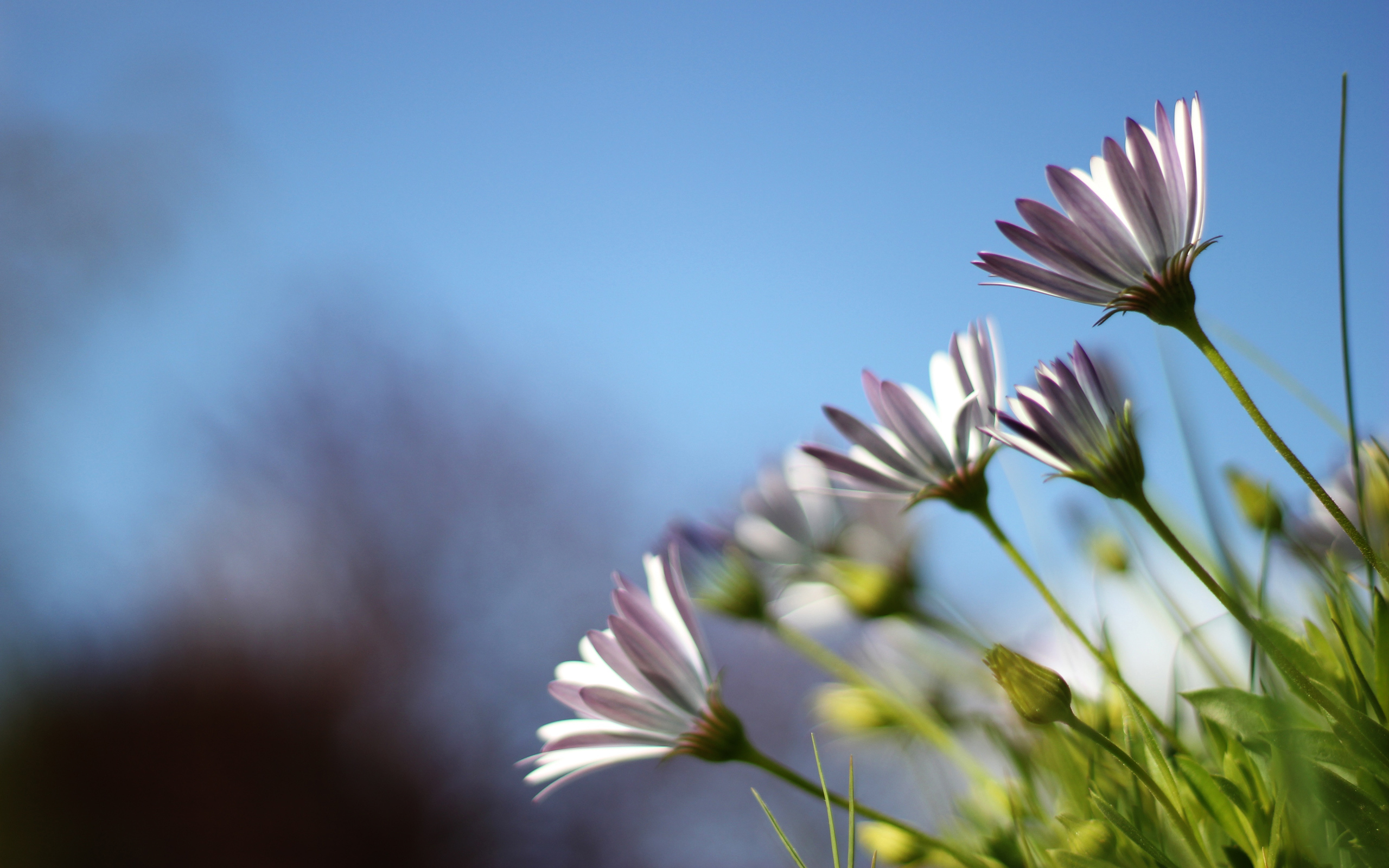 Download mobile wallpaper Daisy, Flowers, Flower, Earth for free.