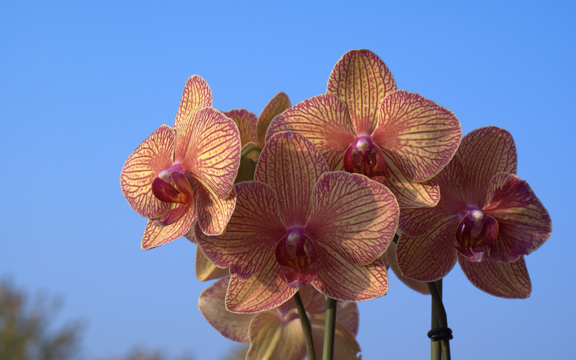 Handy-Wallpaper Orchidee, Blumen, Erde/natur kostenlos herunterladen.