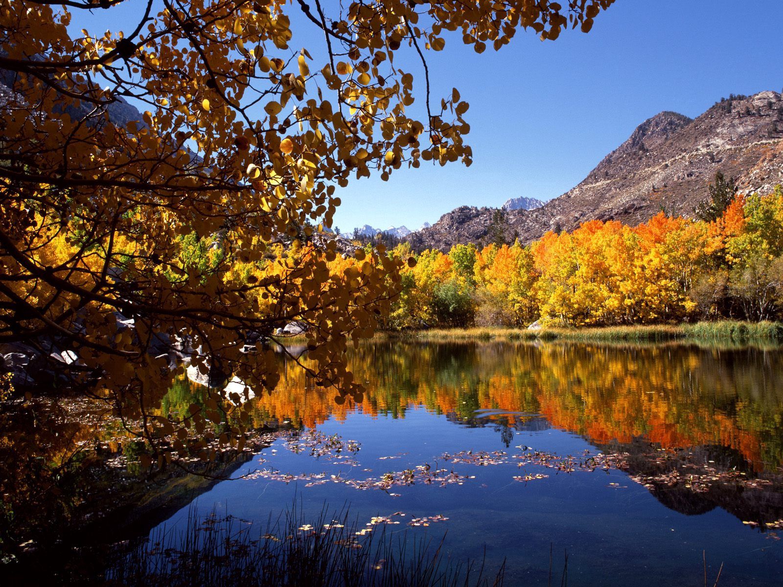 157171 завантажити картинку річка, дерева, природа, осінь, листя - шпалери і заставки безкоштовно