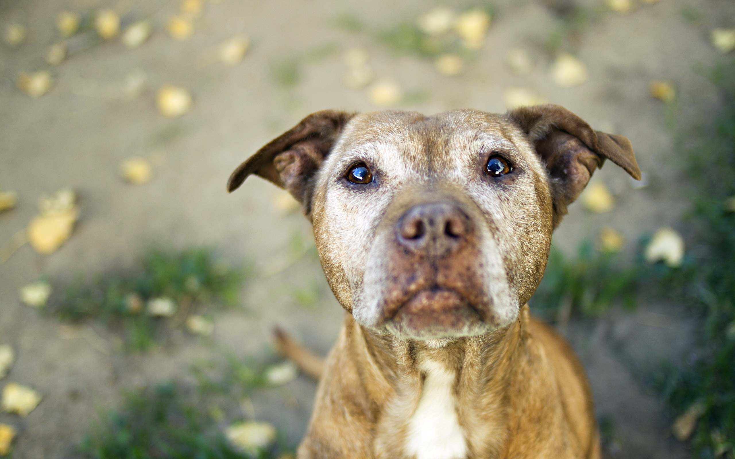 Baixar papel de parede para celular de Cães, Cão, Animais gratuito.