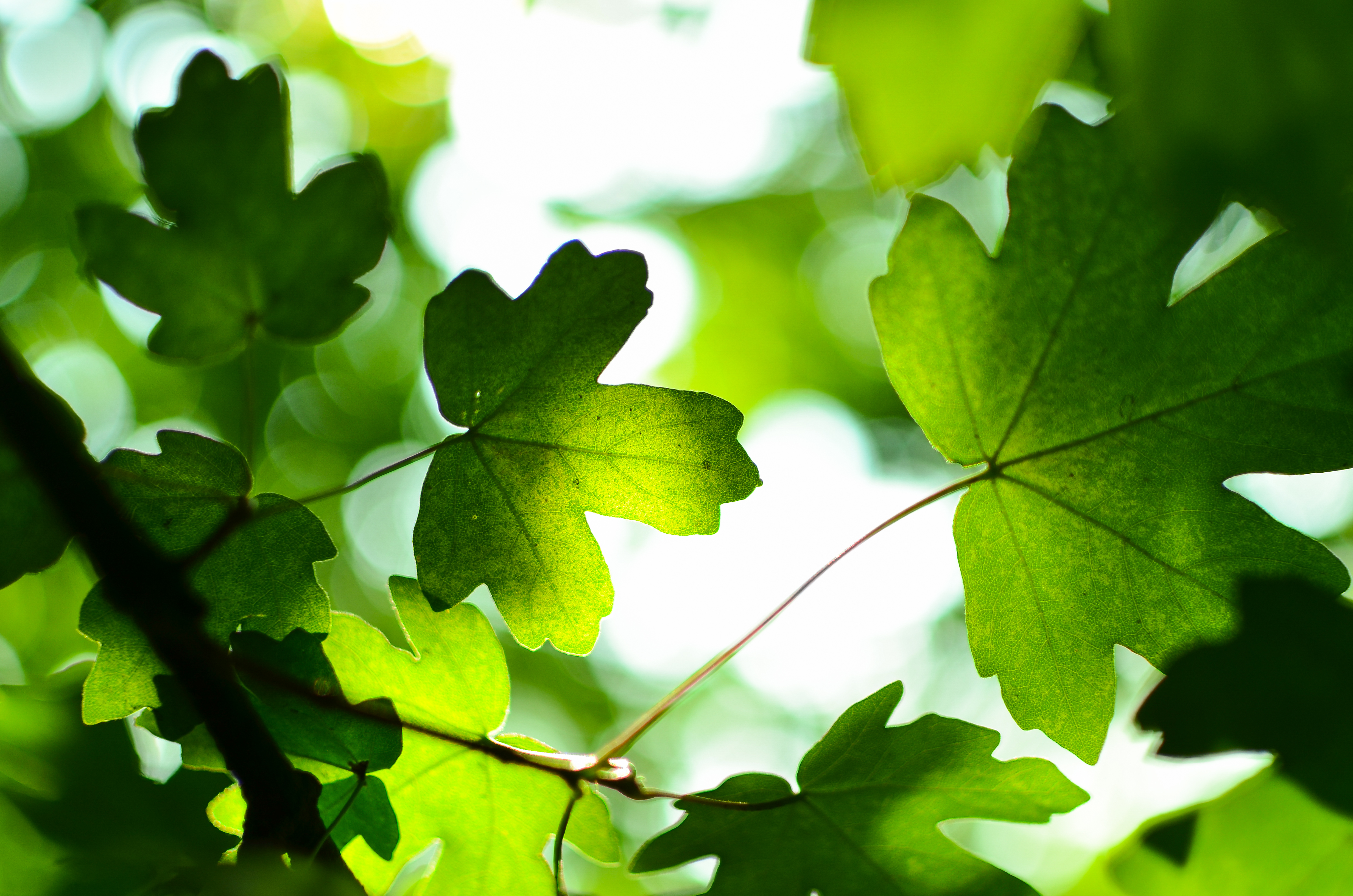 Download mobile wallpaper Nature, Leaf, Earth, Bokeh for free.