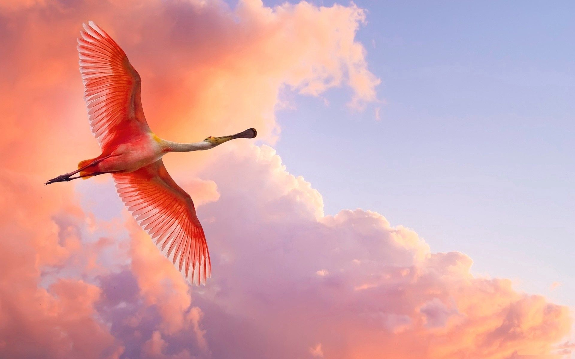 Free download wallpaper Sky, Clouds, Bird, Flight, Animals, Flamingo on your PC desktop