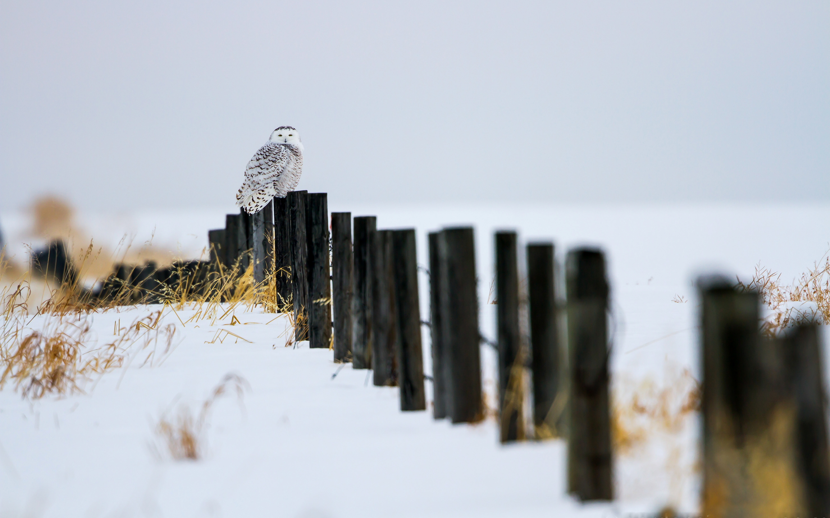 Download mobile wallpaper Snowy Owl, Birds, Animal for free.