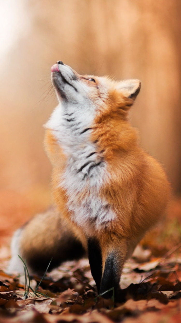 Download mobile wallpaper Fox, Fall, Animal, Depth Of Field for free.
