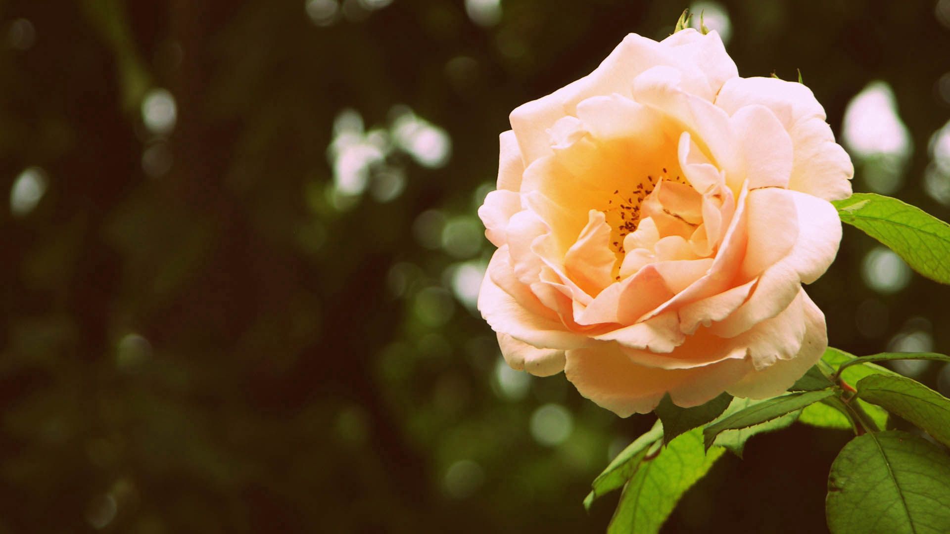 PCデスクトップに薔薇, つぼみ, 蕾, ブランチ, 枝, 咲く, 開花, フラワーズ, バラの花画像を無料でダウンロード