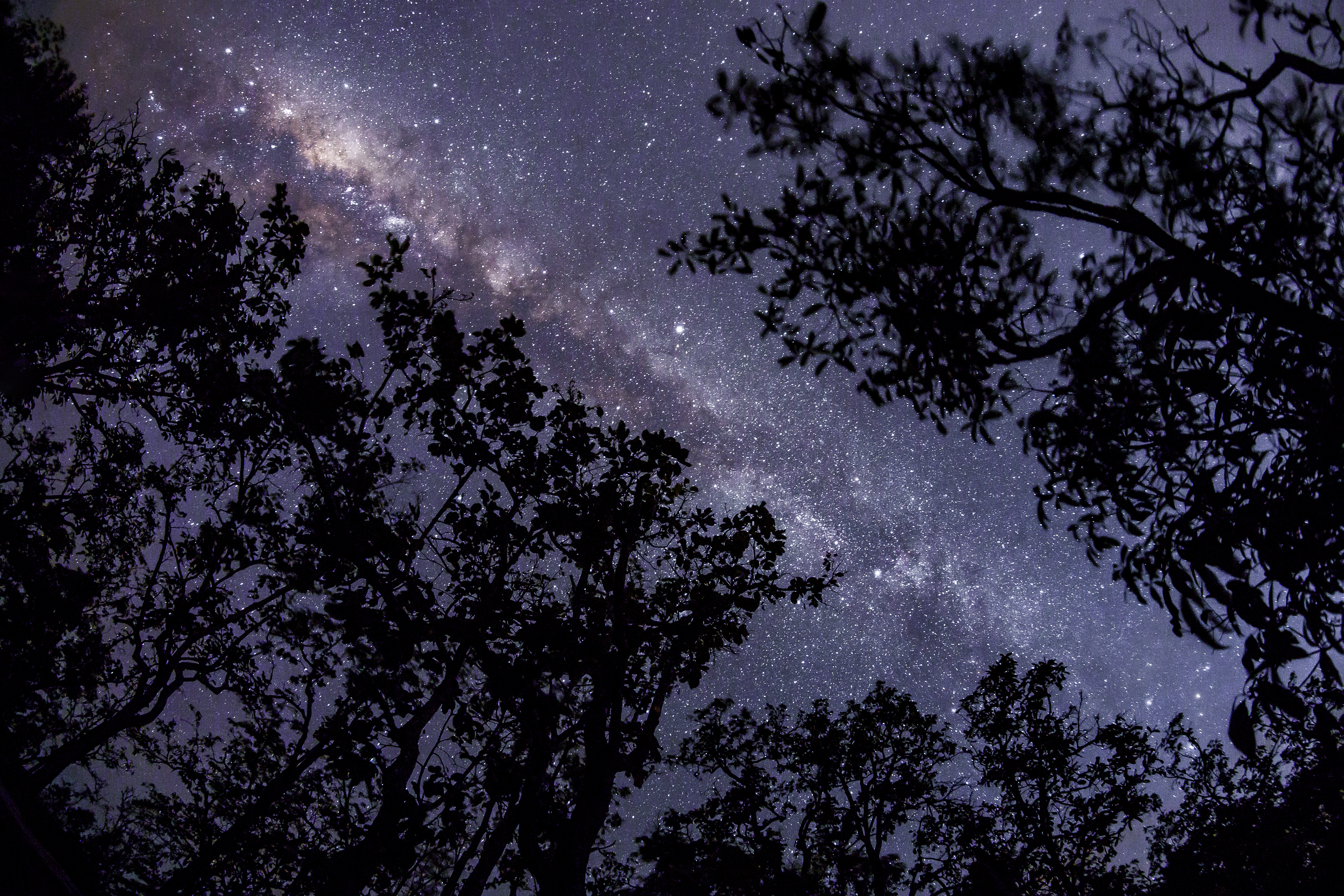 Laden Sie das Sterne, Baum, Milchstraße, Science Fiction, Sternenklarer Himmel-Bild kostenlos auf Ihren PC-Desktop herunter