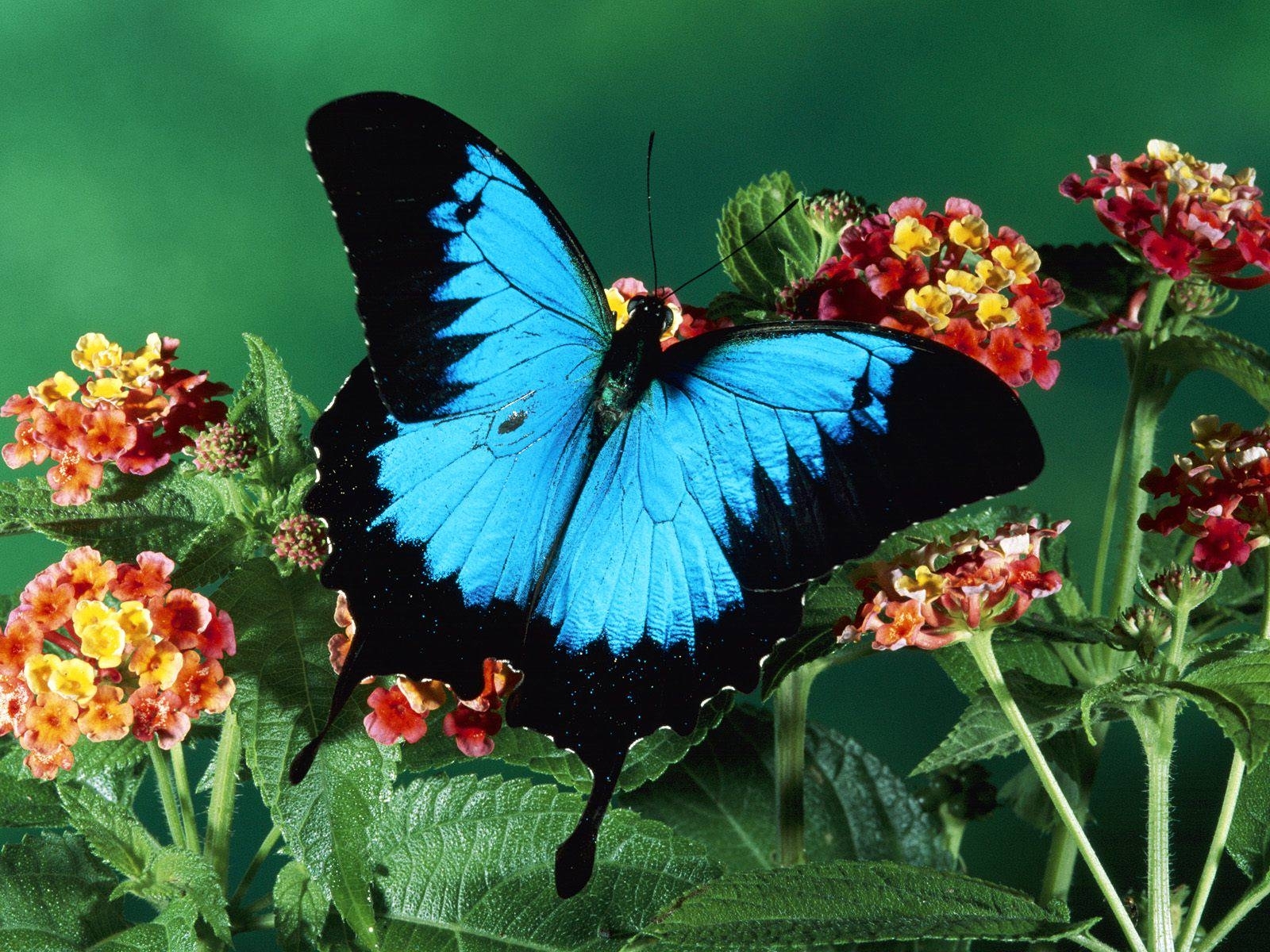 Download mobile wallpaper Plants, Insects, Butterflies for free.