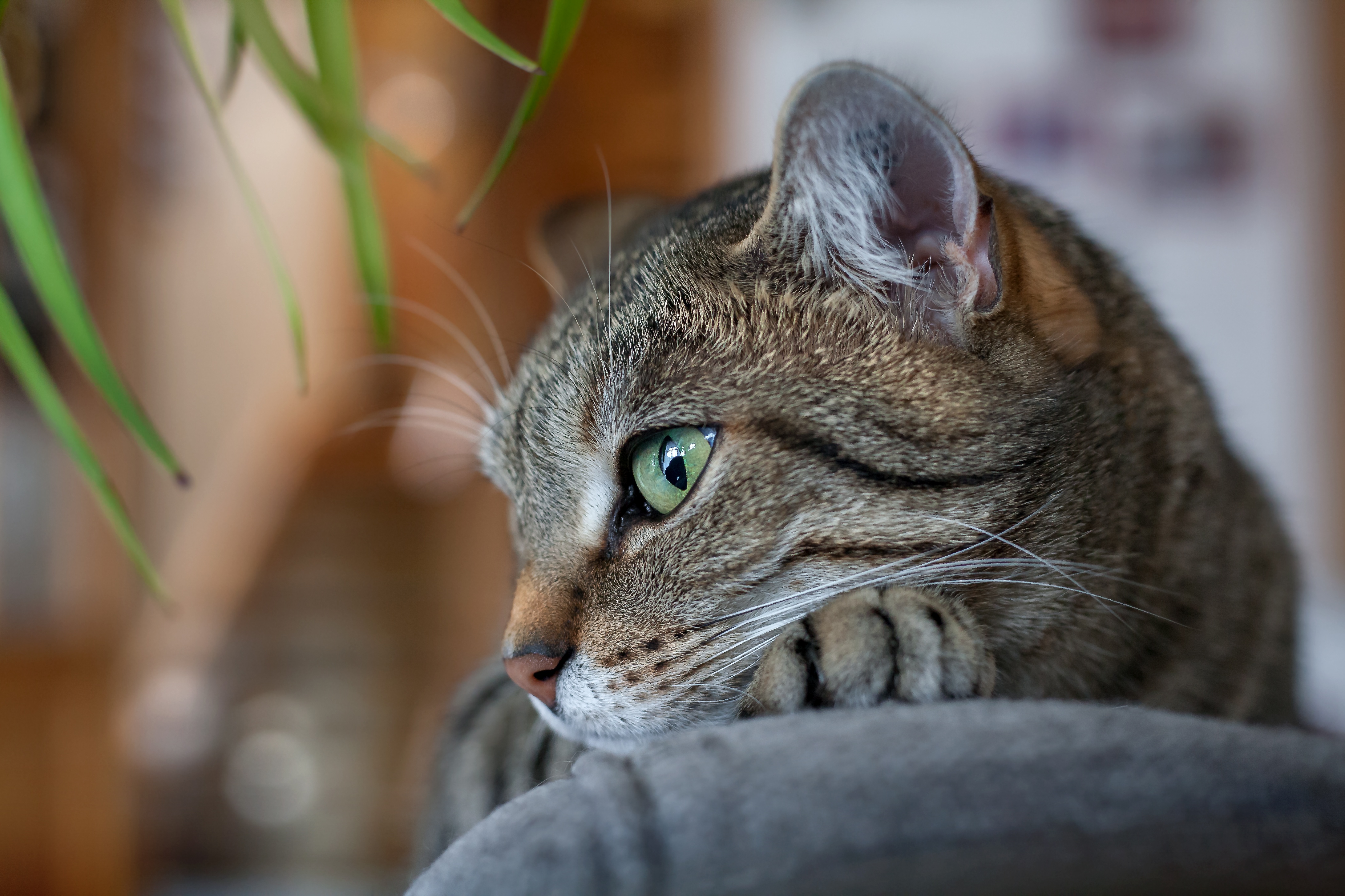 Free download wallpaper Cats, Cat, Blur, Animal on your PC desktop