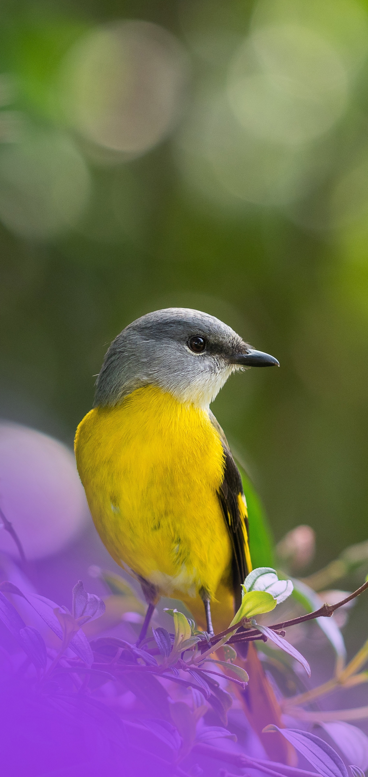 Download mobile wallpaper Birds, Bird, Animal, Bokeh, Minivet for free.