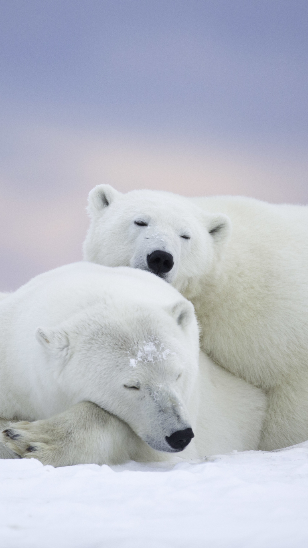 Download mobile wallpaper Bears, Bear, Animal, Polar Bear for free.