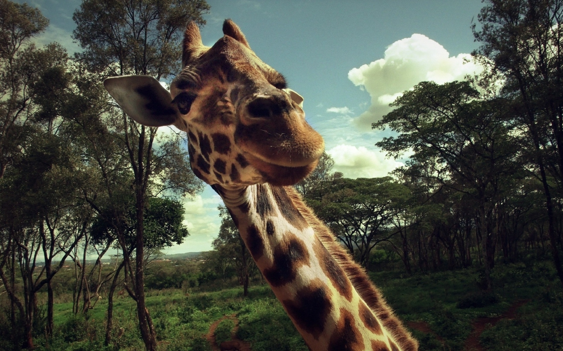 40792 descargar imagen animales, jirafas: fondos de pantalla y protectores de pantalla gratis