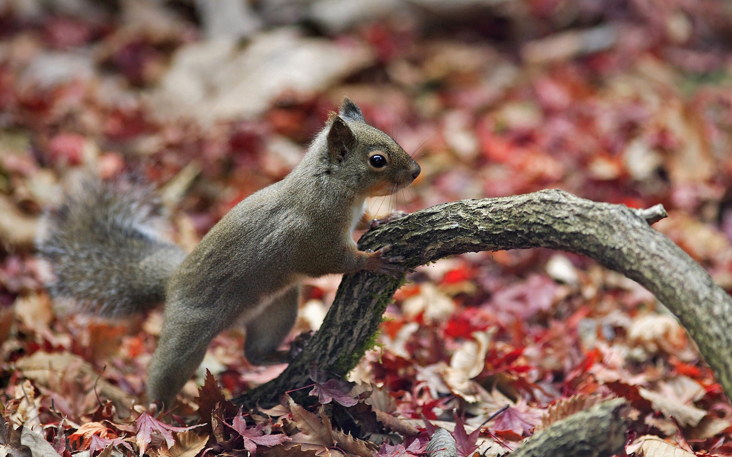 Download mobile wallpaper Branch, Animals, Autumn, Foliage, Squirrel for free.