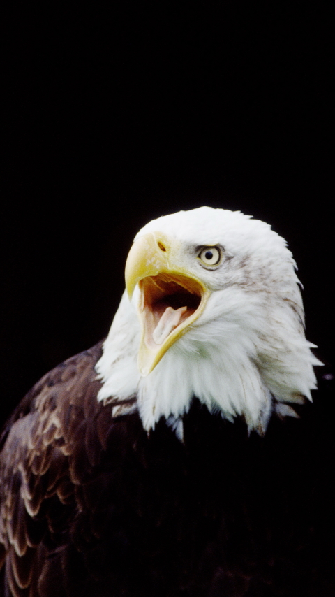 Handy-Wallpaper Tiere, Vögel, Weißkopfseeadler kostenlos herunterladen.