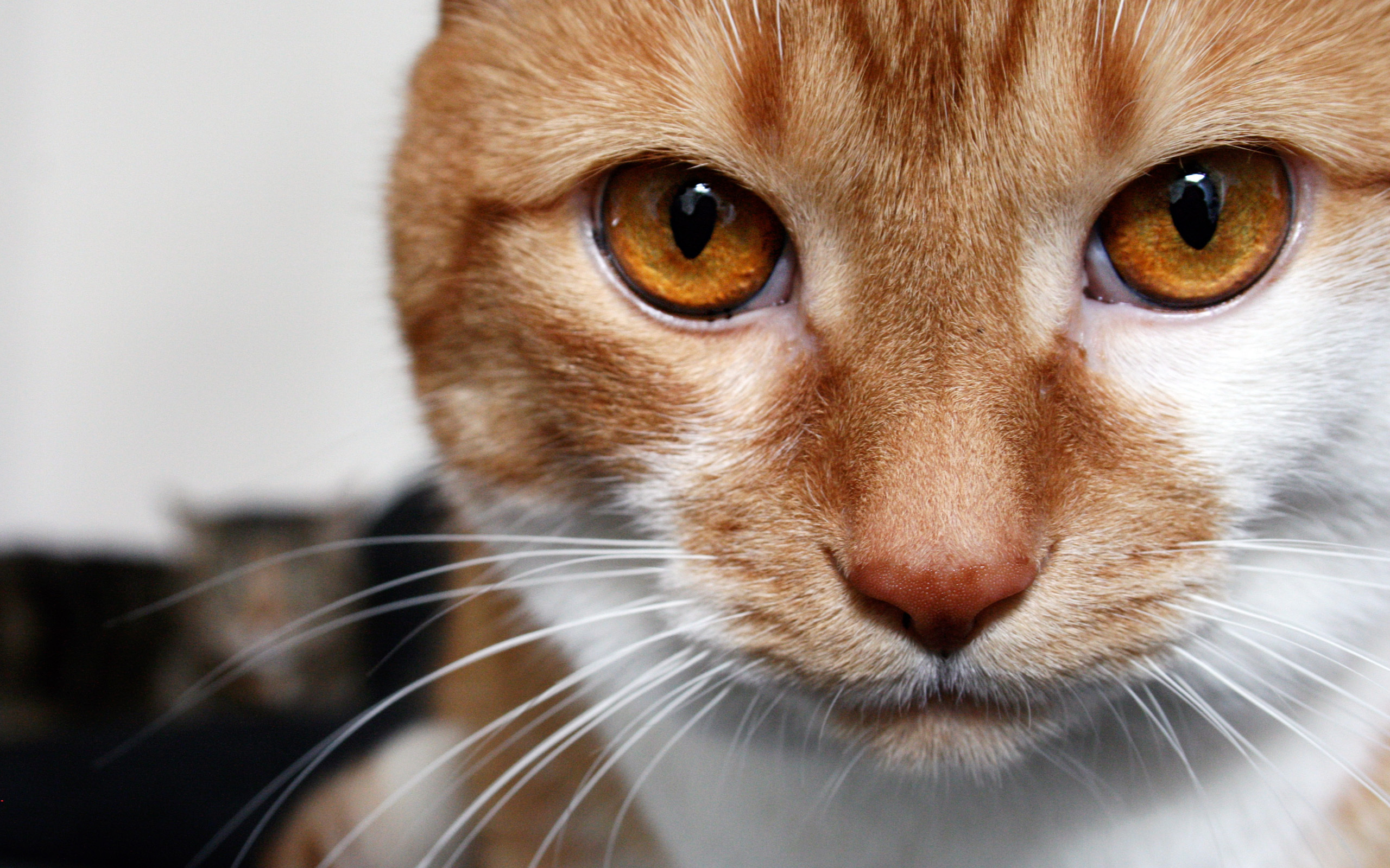 Descarga gratis la imagen Animales, Gatos, Gato en el escritorio de tu PC