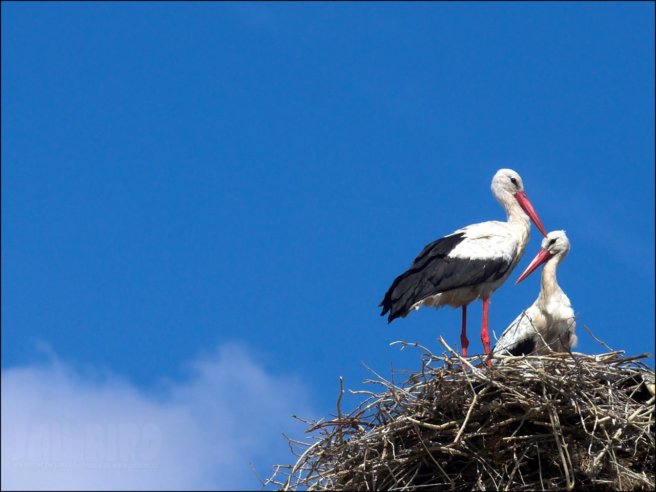 Download mobile wallpaper Bird, Animal, White Stork for free.