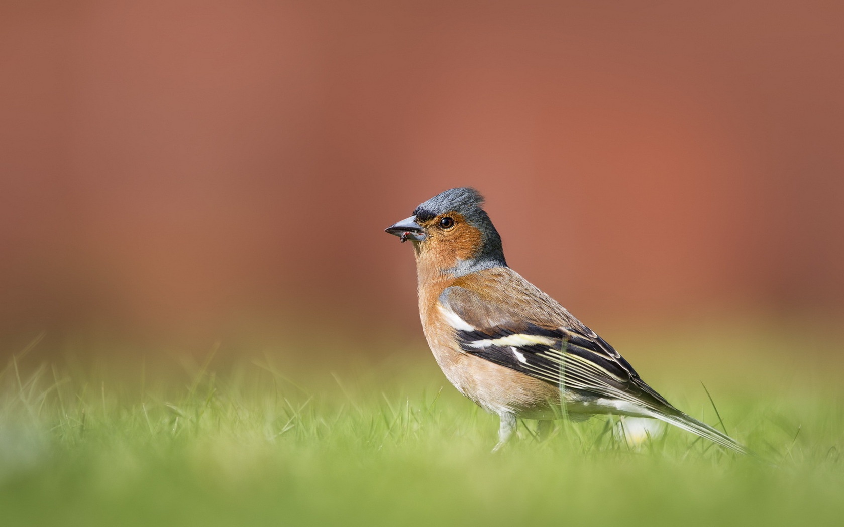 Descarga gratuita de fondo de pantalla para móvil de Animales, Aves, Ave.