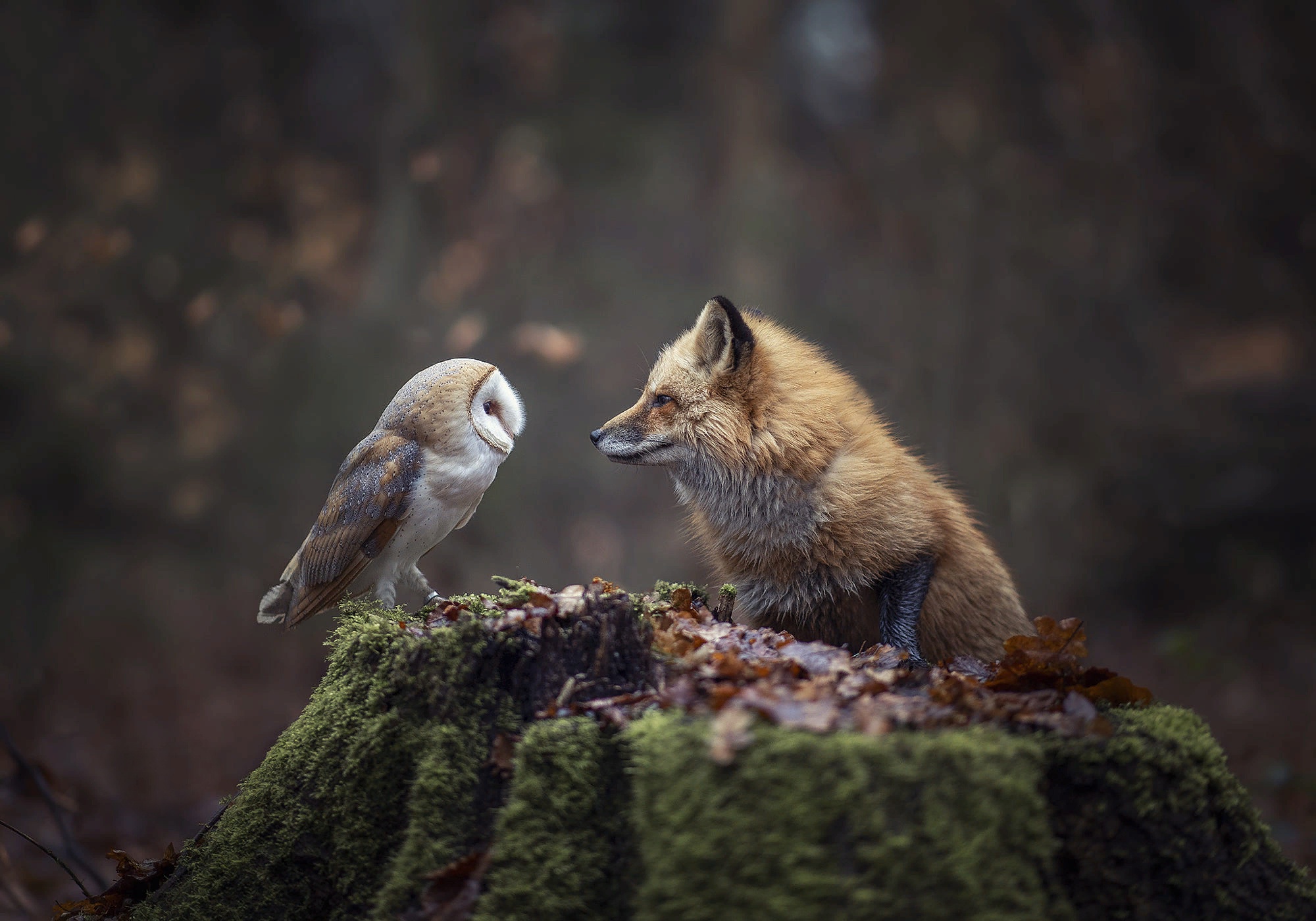 Laden Sie das Tiere, Vögel, Eule, Fuchs-Bild kostenlos auf Ihren PC-Desktop herunter