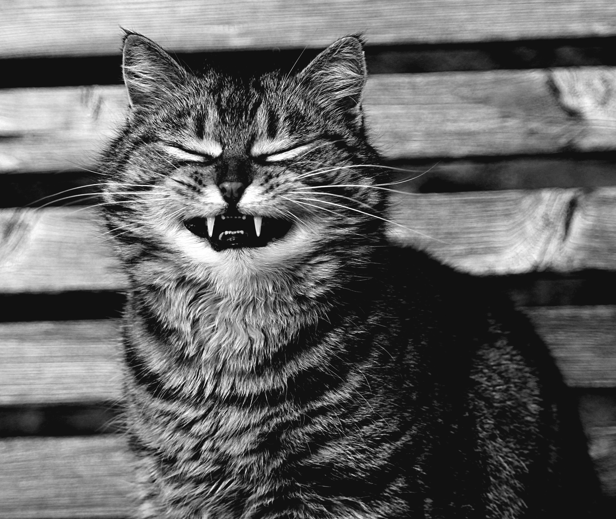 Download mobile wallpaper Cats, Cat, Monochrome, Animal, Black & White for free.