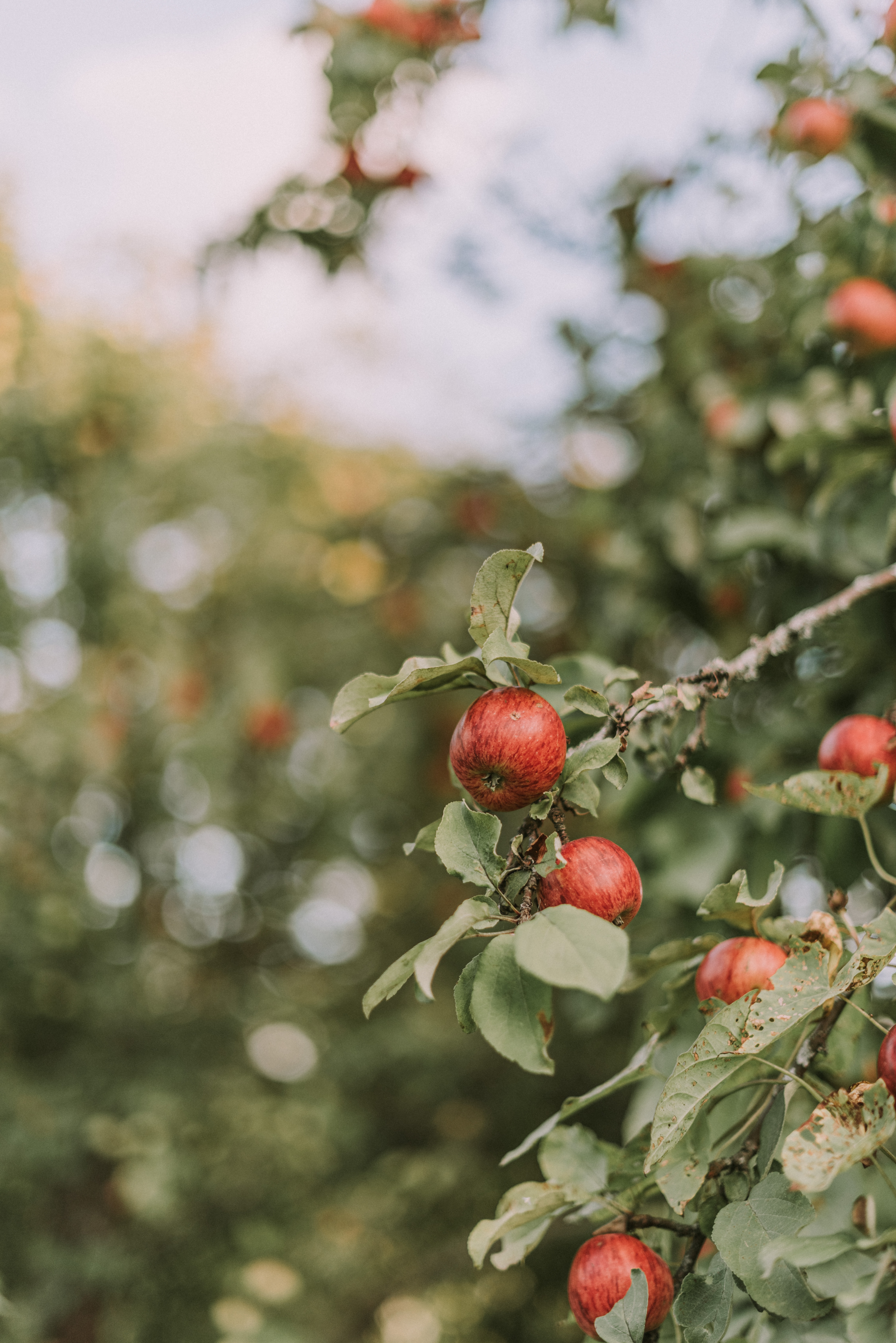 leaves, apples, red, miscellanea, miscellaneous, branches, ripe HD wallpaper
