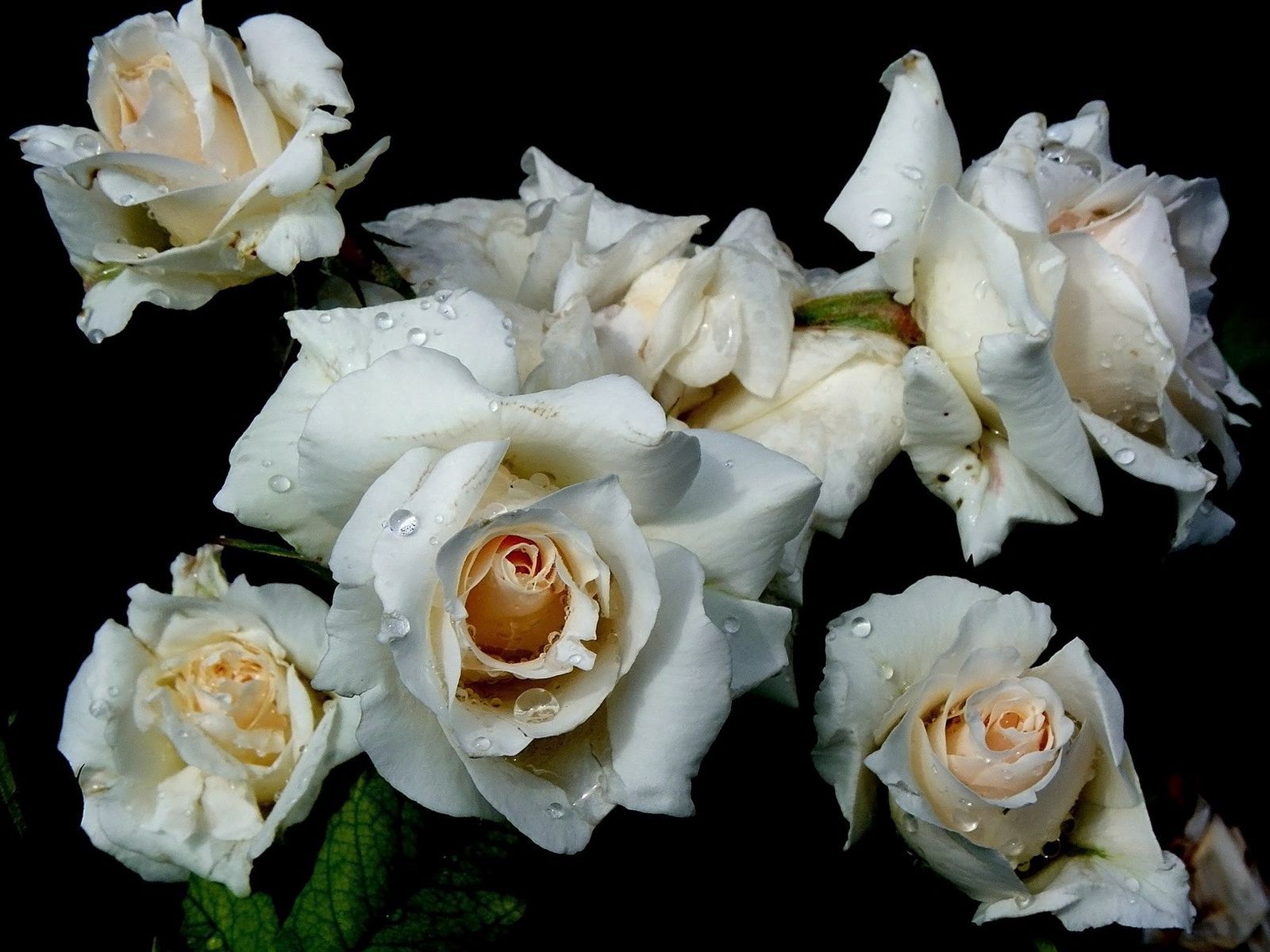 無料モバイル壁紙フラワーズ, 滴, 白い, 薔薇, バラの花をダウンロードします。