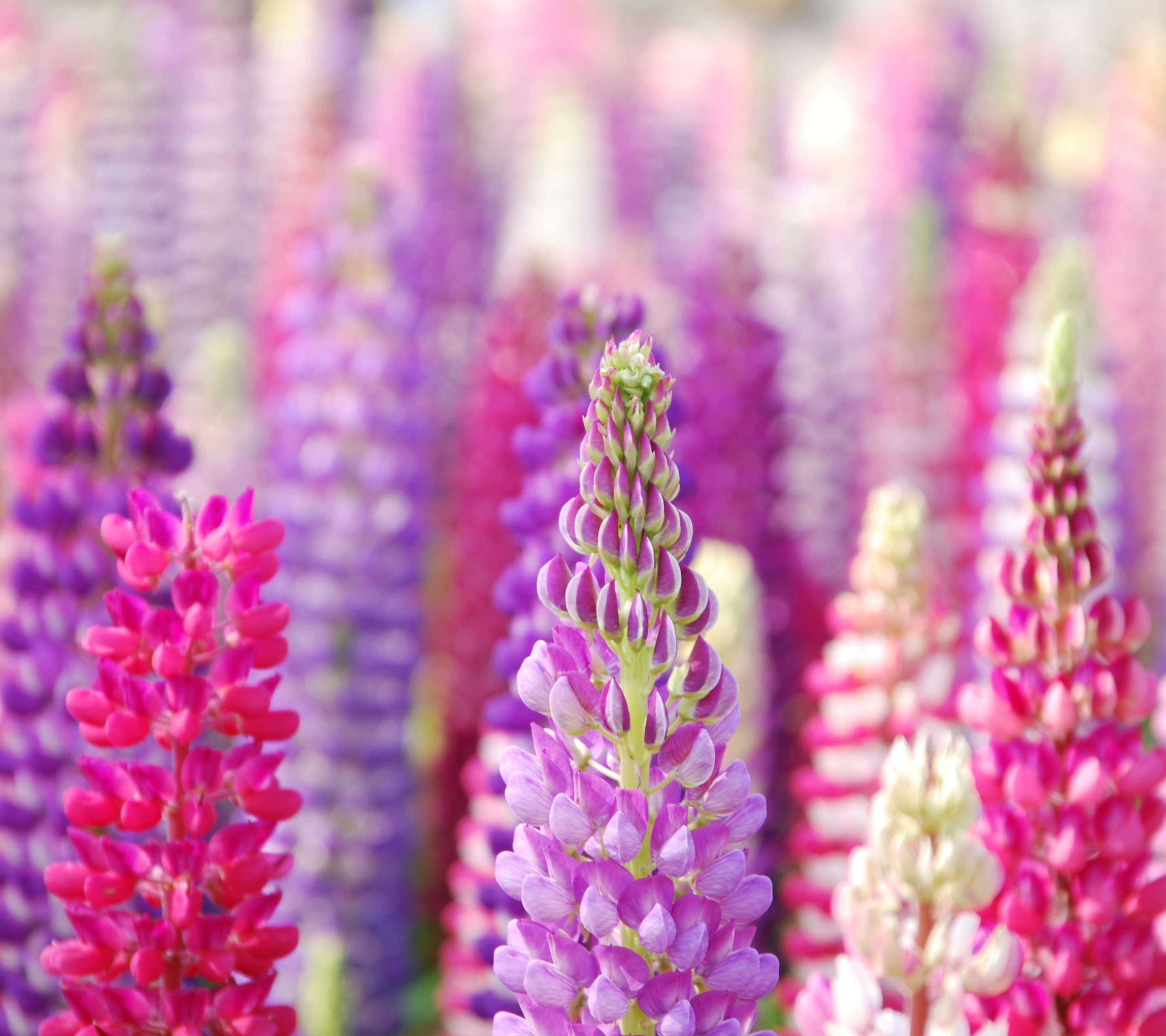 Laden Sie das Blume, Nahansicht, Lupinen, Lila Blume, Erde/natur, Pinke Blume-Bild kostenlos auf Ihren PC-Desktop herunter